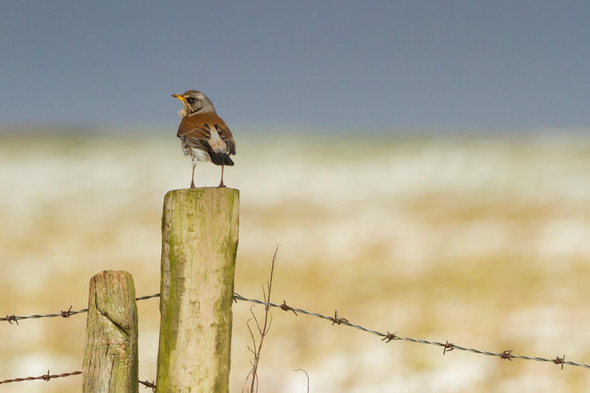 Fieldfare, Turdus pilaris, adult, standing on a fencepost, winter, Powys, Wales.