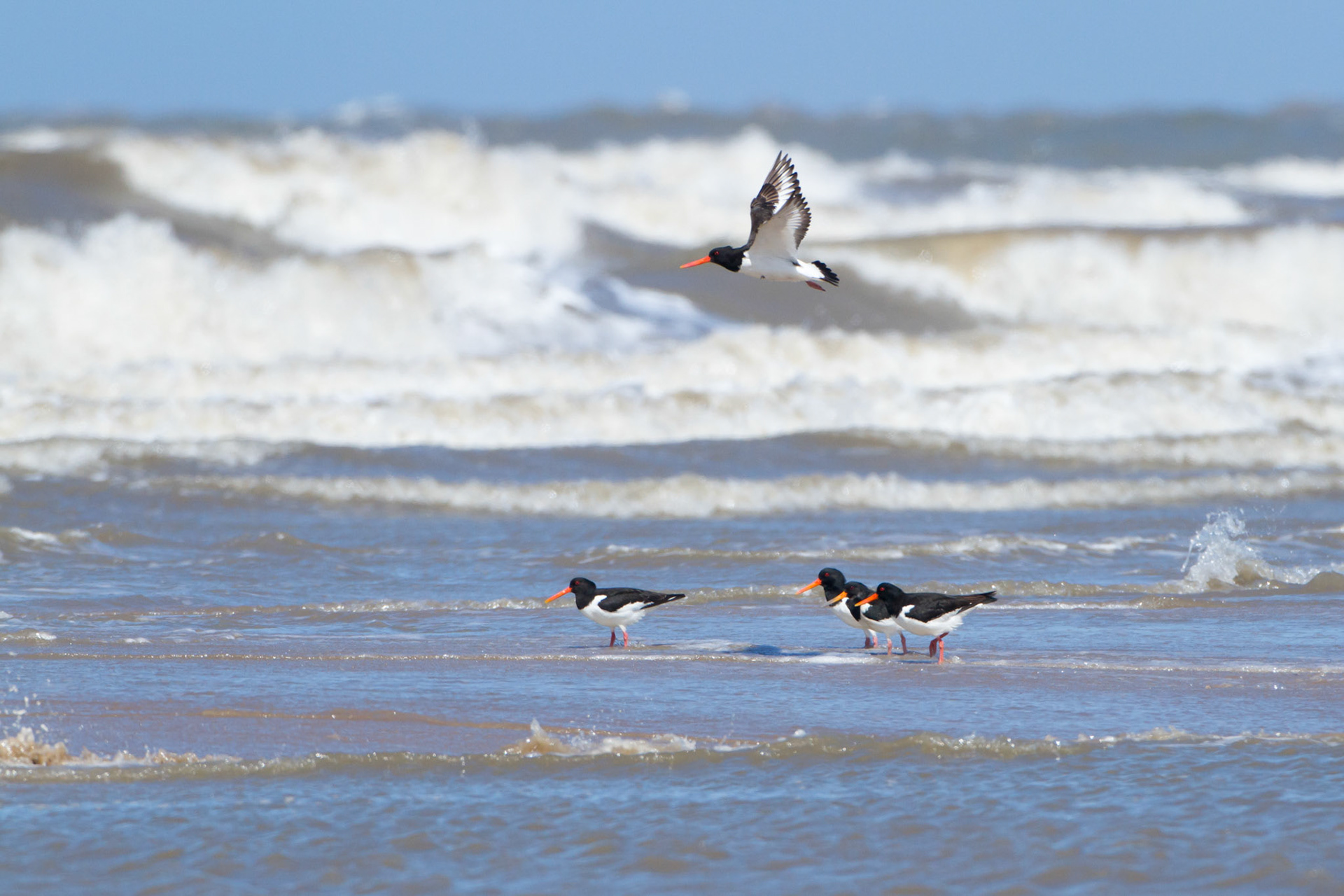 Oystercatchers, Haematopus ostralegus, adults,standing on beach,one in flight,  summer, North Wales, UK