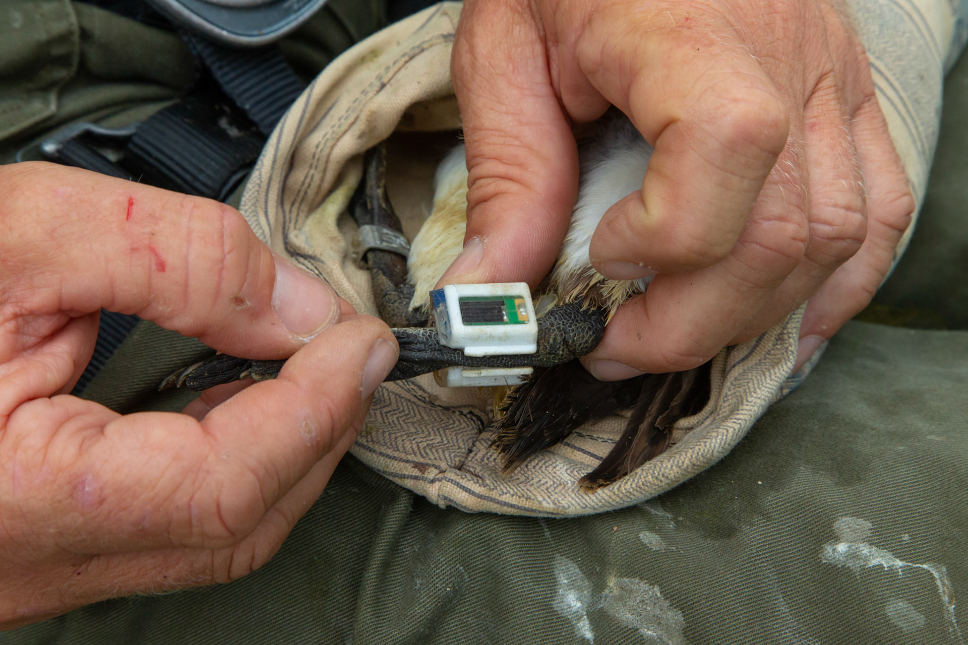 Experimental tag being placed on Guillimot. Summer, RSPB South Stack, Wales, UK
