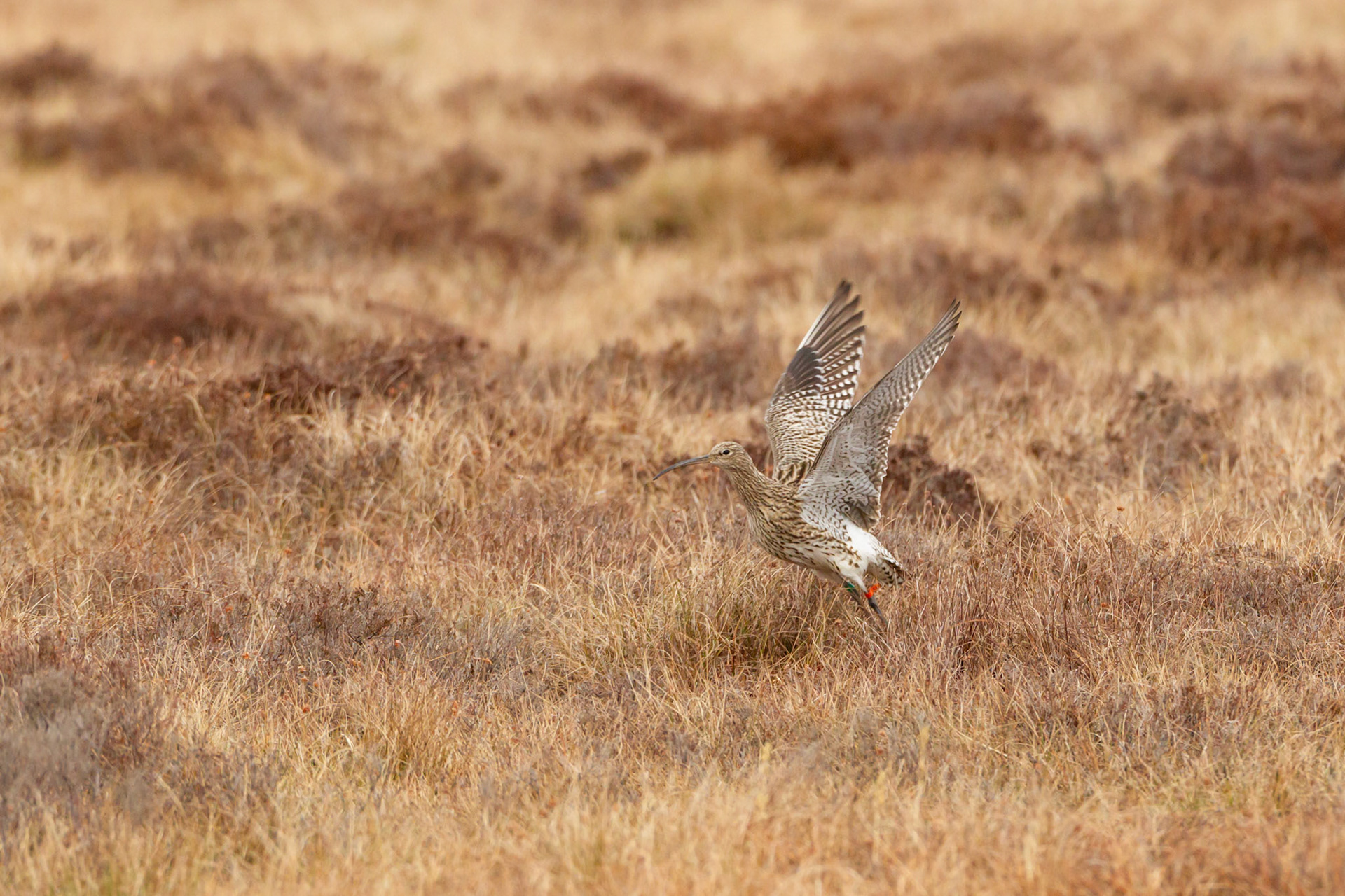 Curlew, Numenius arquata, adult, taking off from moor. Spring, North Wales, UK.