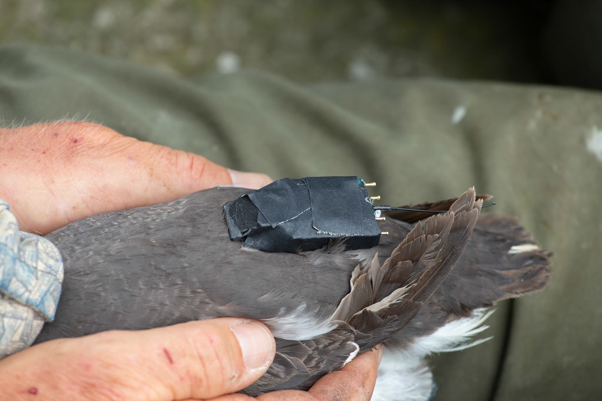 Close up of tag after fitting to adult Guillimot (Uria aagle). Summer, RSPB South Stack. Wales,UK