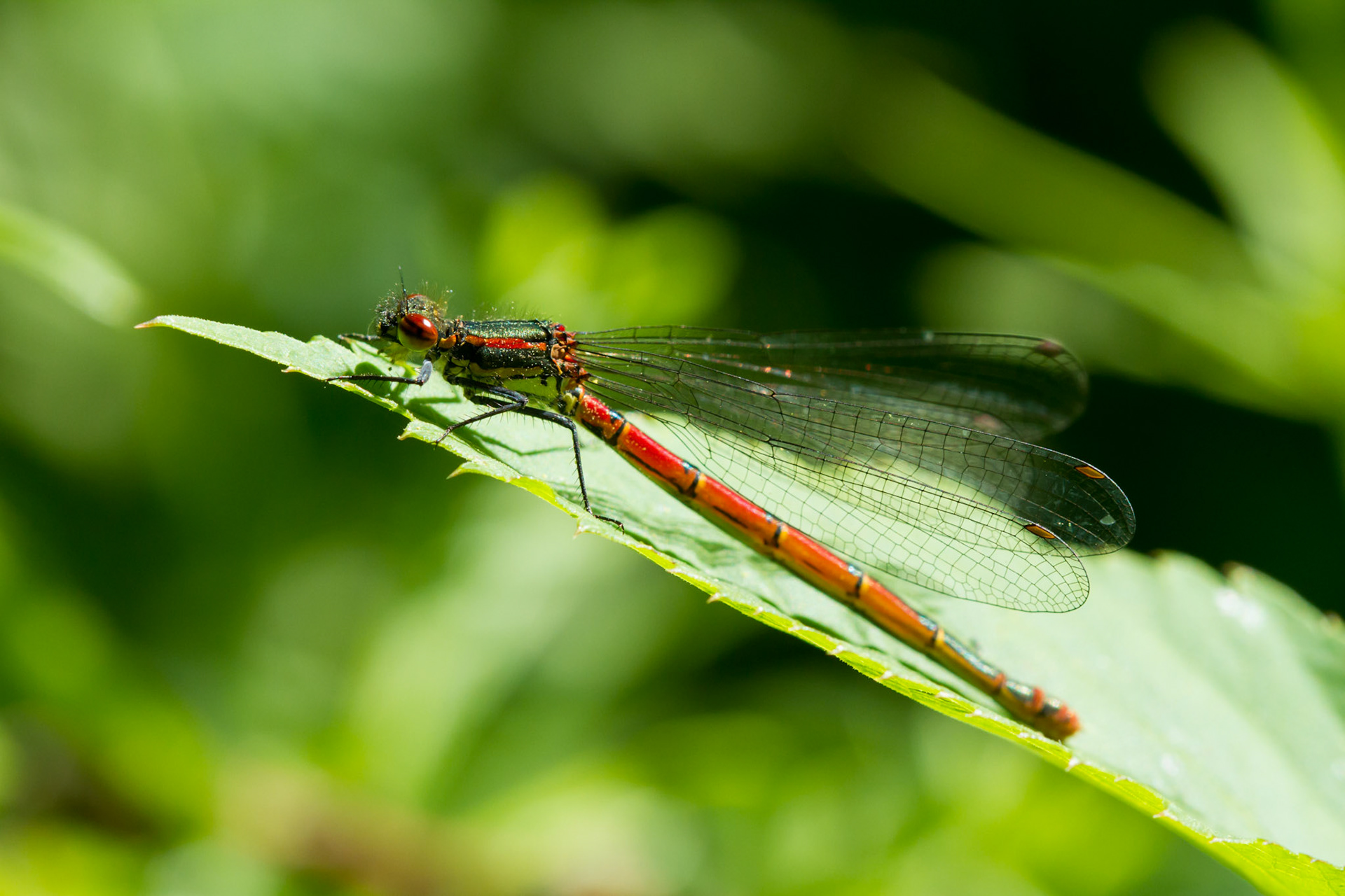 Small Red Damselfly, Ceriagrion tenellum, male, adult, on leaf, spring, Wales, UK.