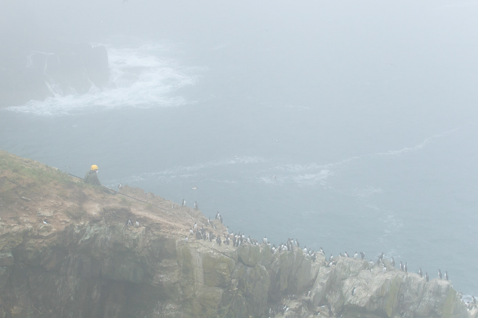 RSPB staff catching adult Guillimot, Uria aalge, for tagging in foggy conditions. RSPB South Stack, Summer, Anglesey, North Wales, UK.