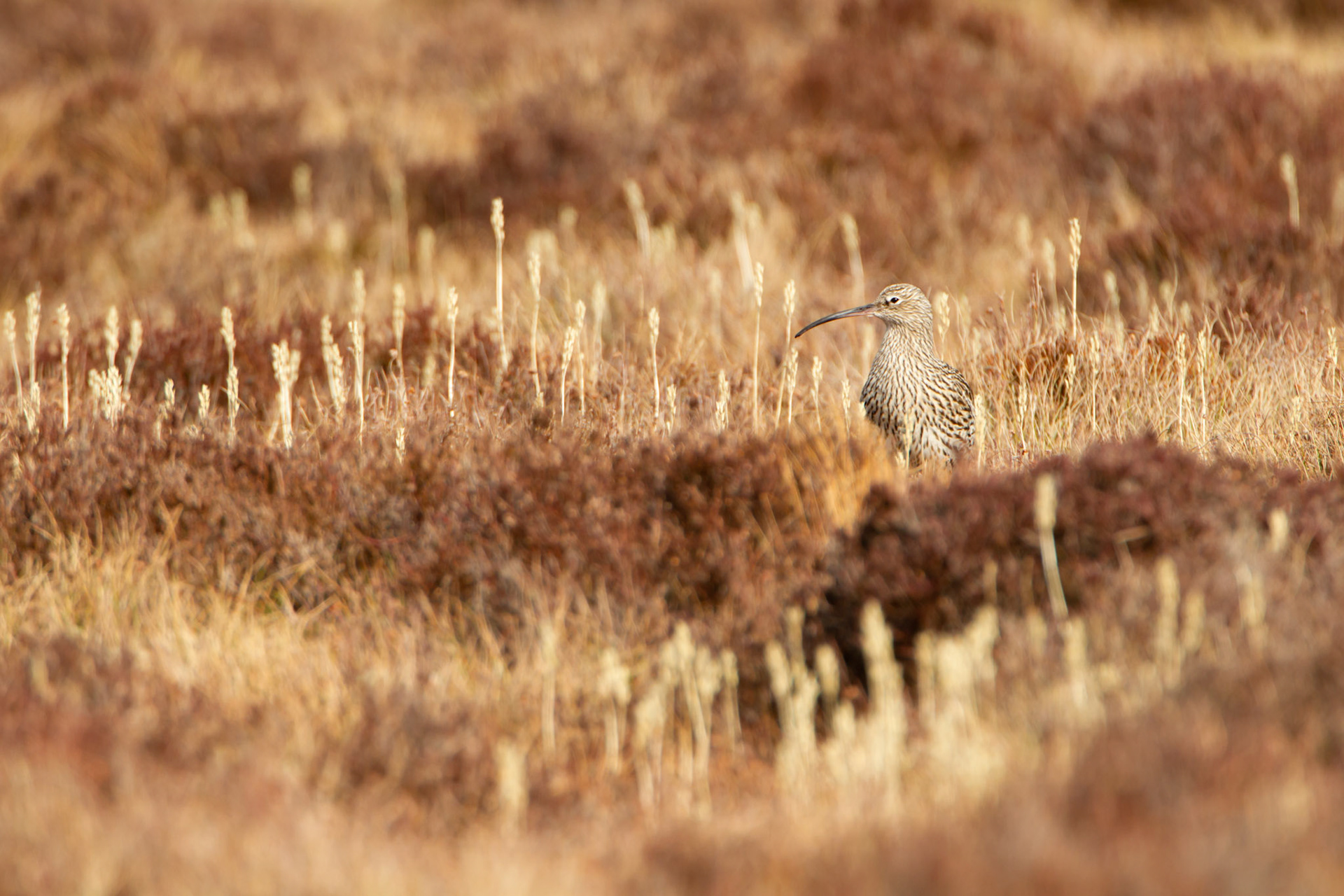 Curlew, adult, on moor, spring, North Wales, UK.