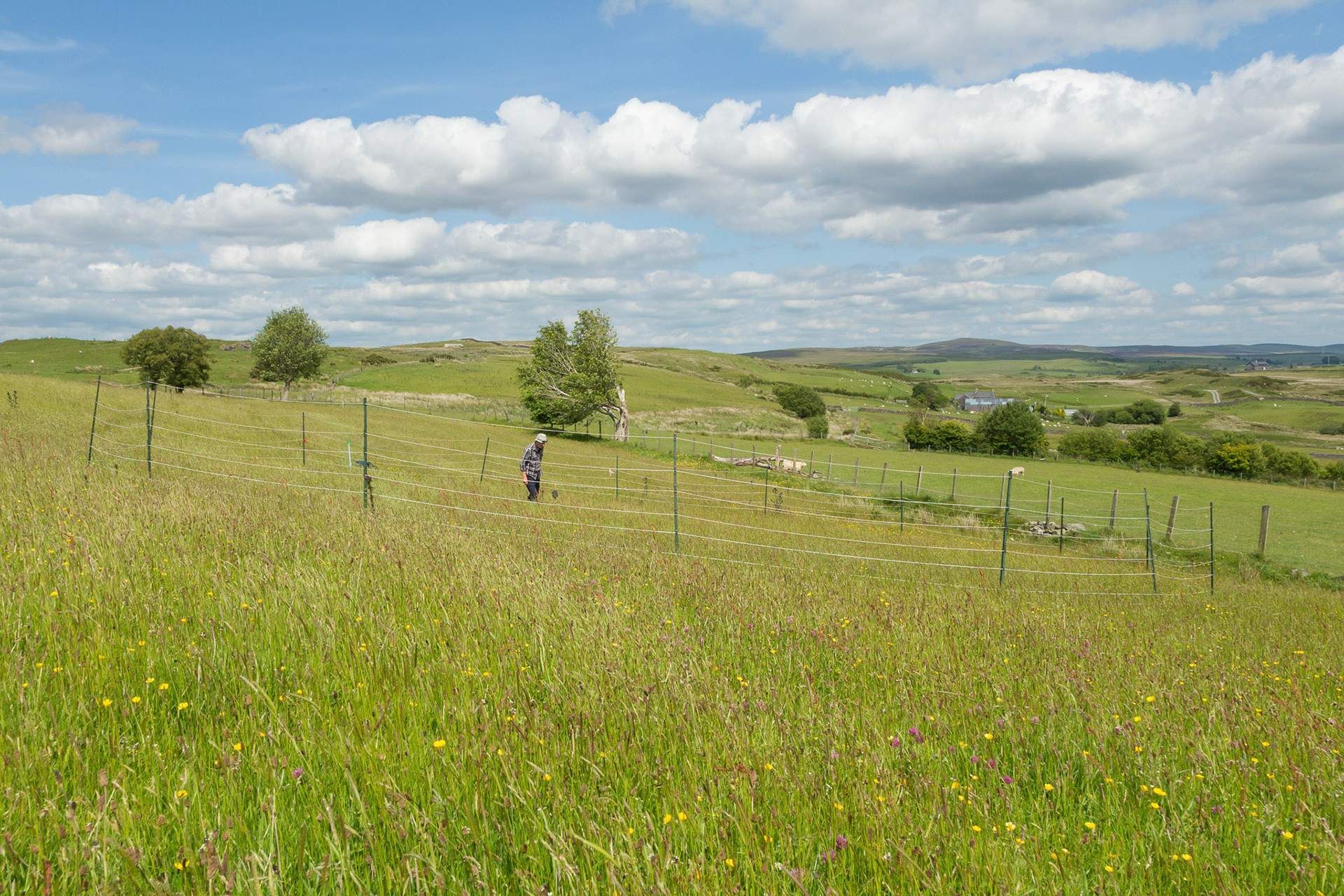 RSPB staff member check fenced nest in hay meadow. Summer, North Wales, UK.