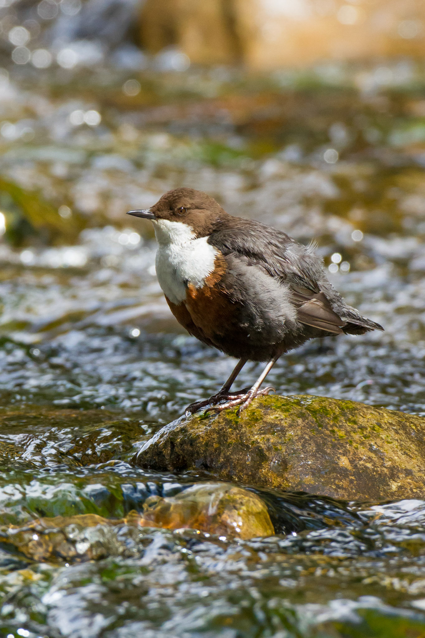 Dipper on rock (portrait) 2