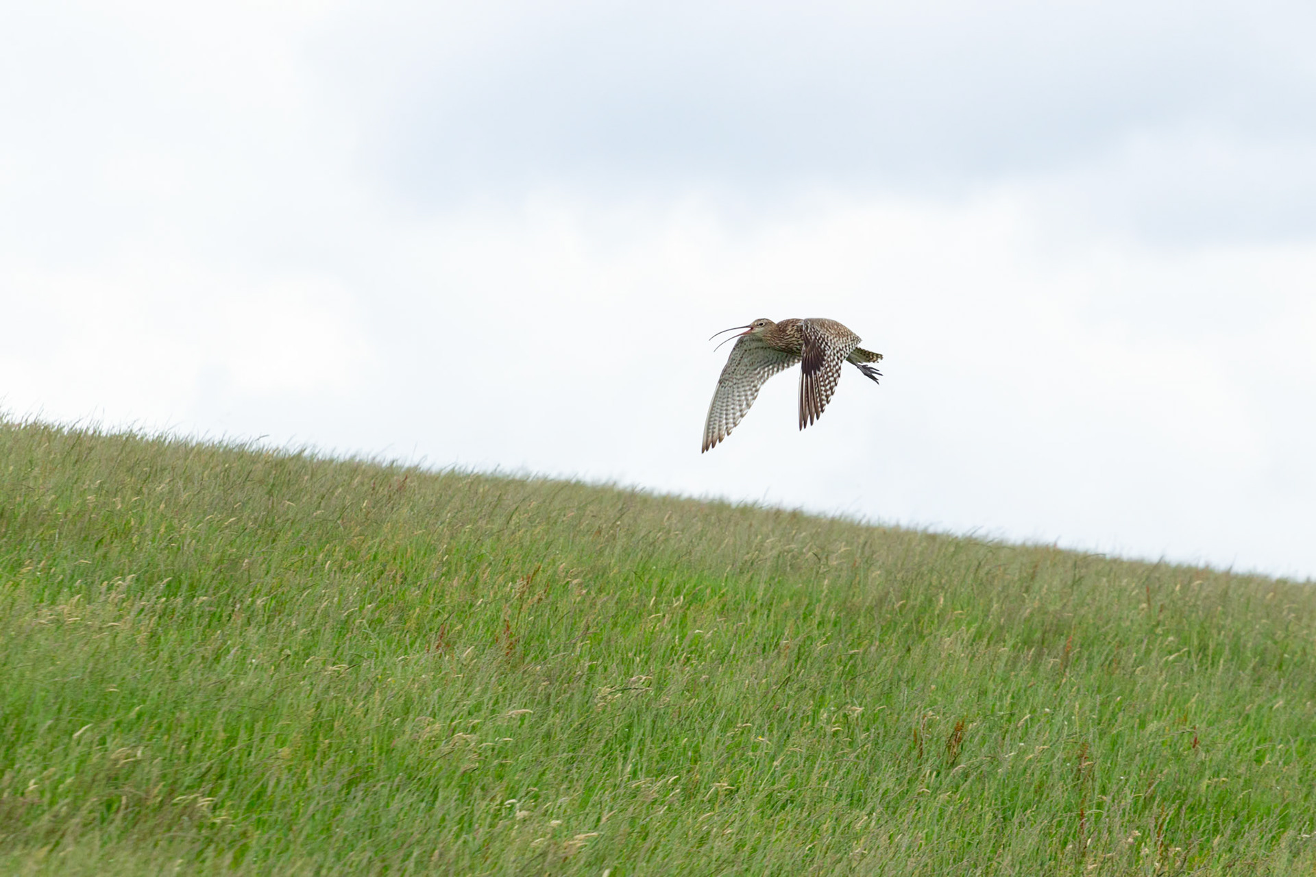 Curlew (Numenius arquata), adult, calling in flight over moor, Summer, North Wales, UK.