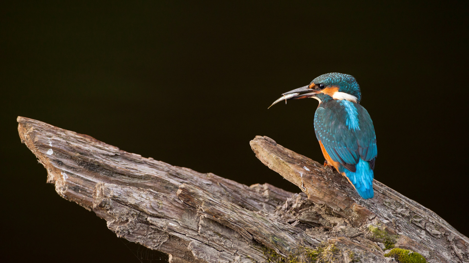 Kingfisher, Alcedo atthis, adult male, perching on tree stump, fish in bill against dark background, Summer, Wales, UK.