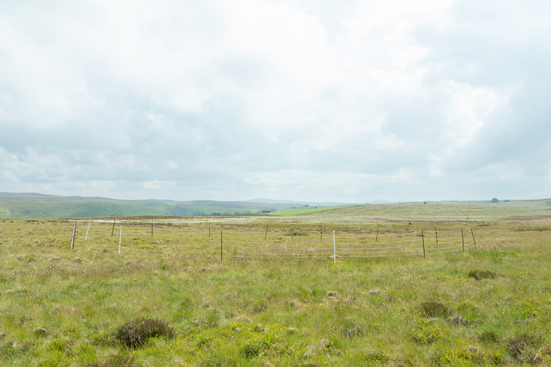 Curlew nest GD 1, taken at ground level, Summer, North Wales, UK.
