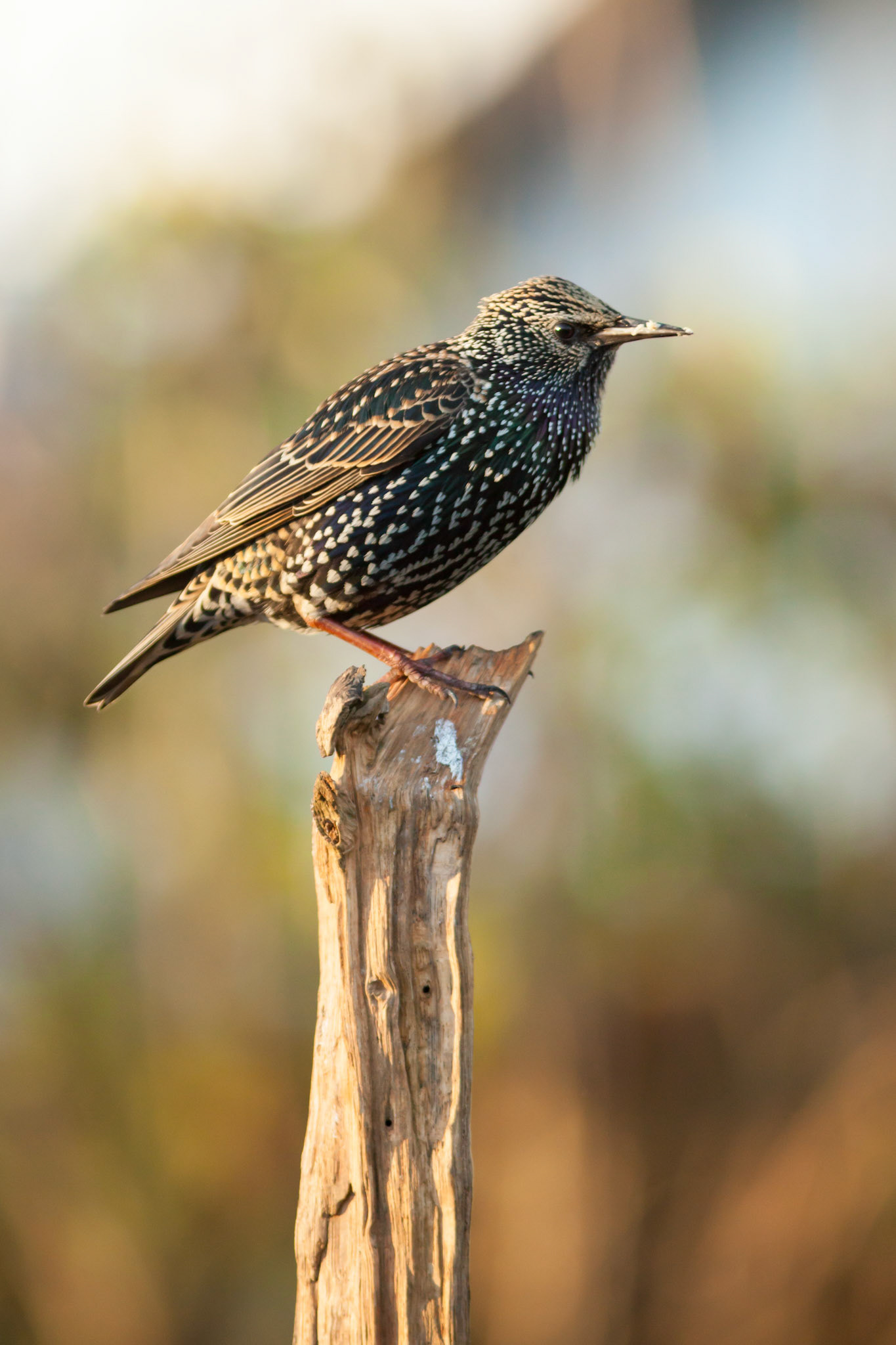 Starling, Sturnus vulgaris, adult, standing on dead wood perch, winter, Powys, Wales, UK