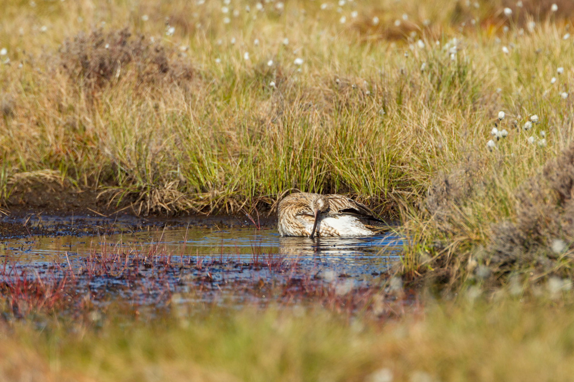 Curlew (Numenius arquata) adult, female, bathing in RSPB created pool. Spring, North Wales, UK.