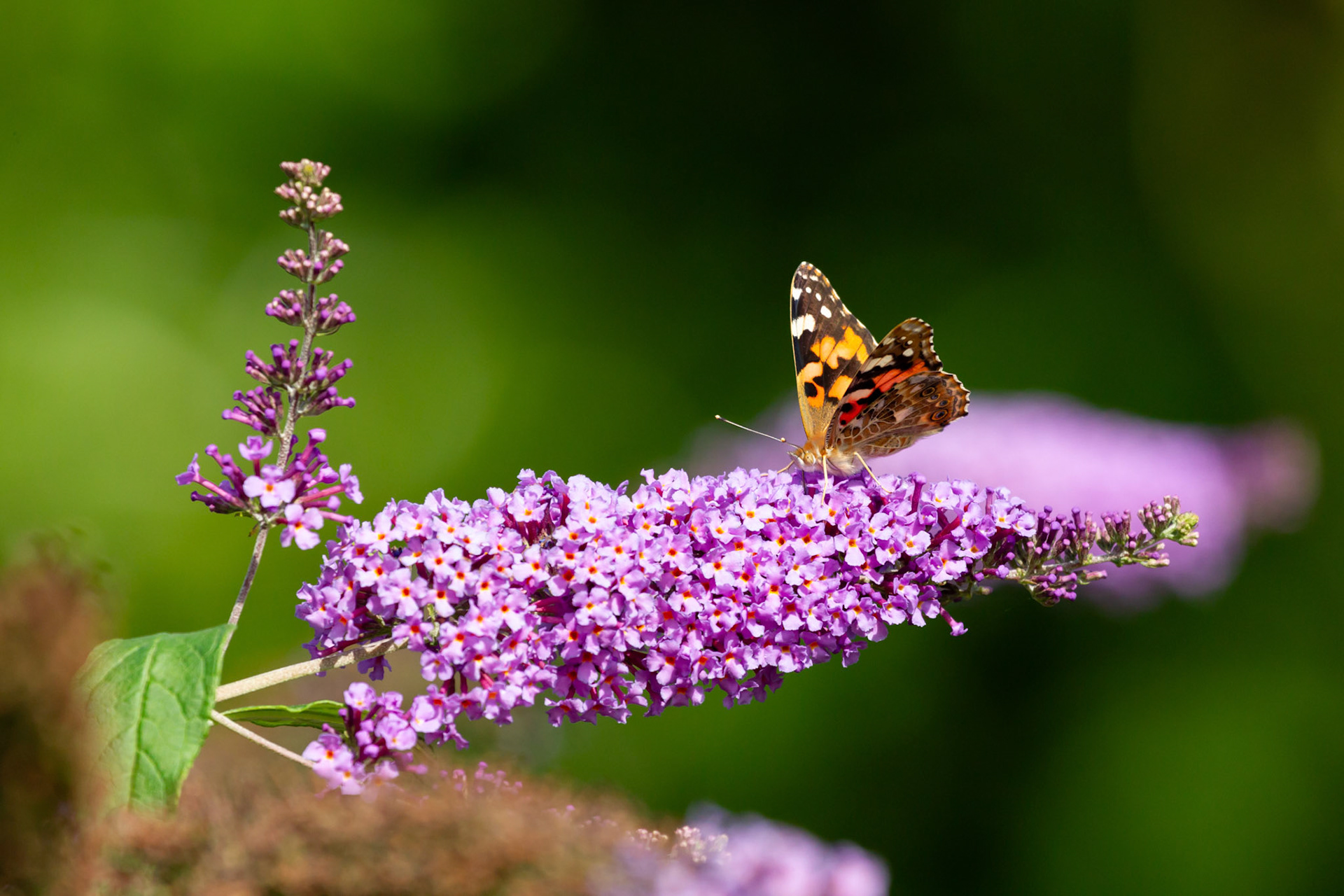Painted Lady Butterfly, Vanessa cardui, adult, on buddleja. Summer, Wales, UK.