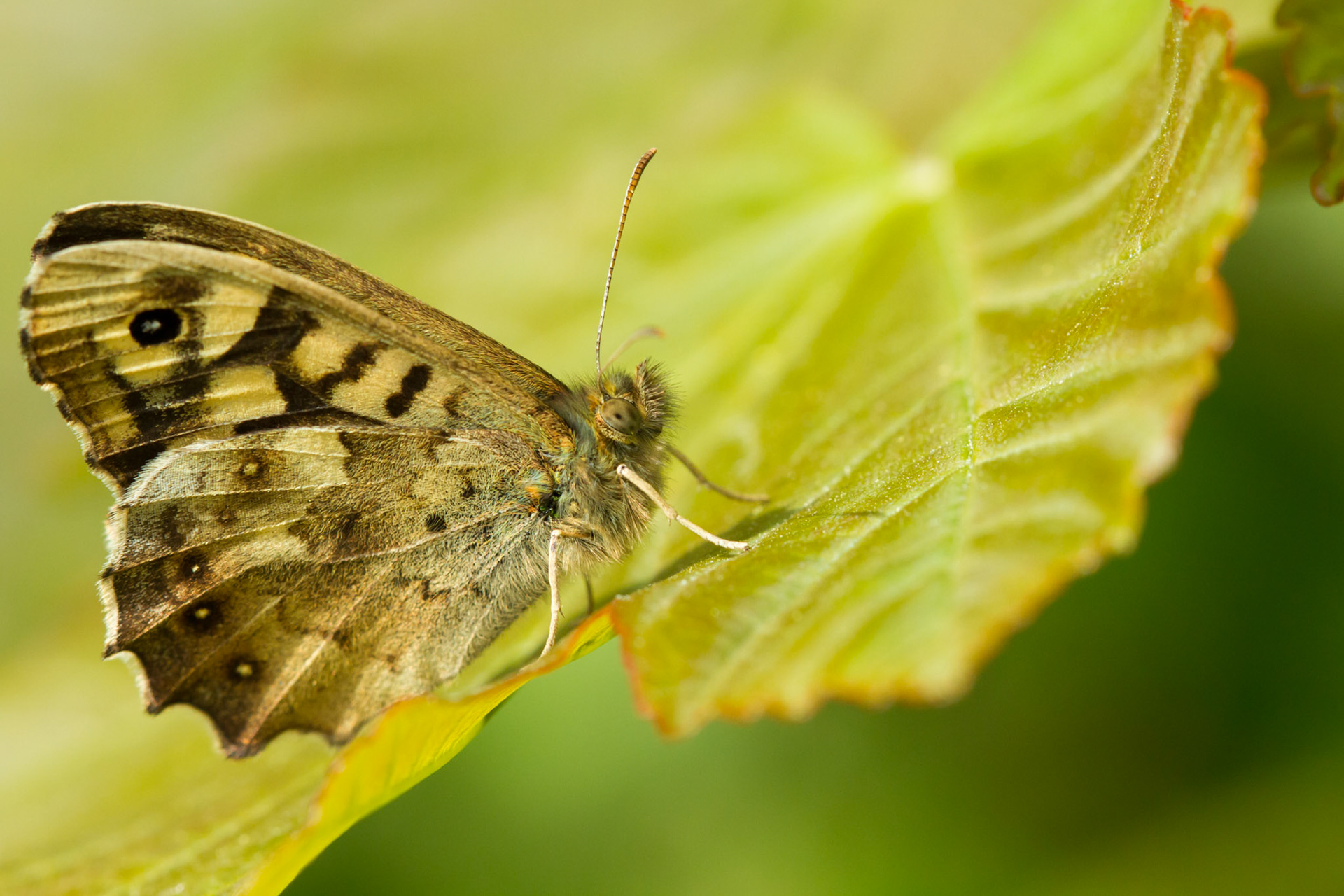 Speckled Wood butterfly, Pararge aegeria, adult, on leaf, in close up, Spring, North Wales.