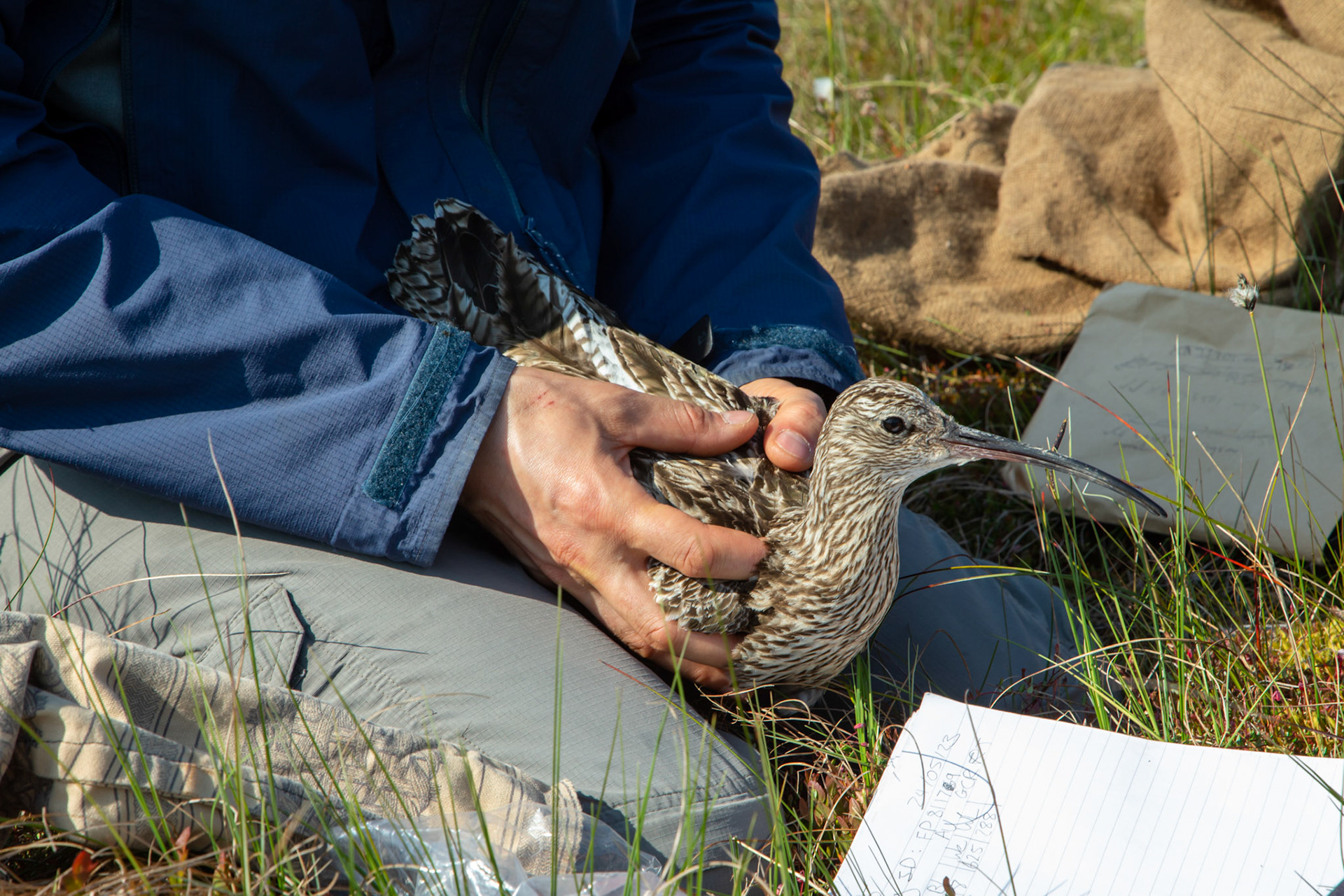 RSPB staff members checking adult Curlew, Numenius arquata, prior to tagging. North Wales moors, Spring, Wales, UK.