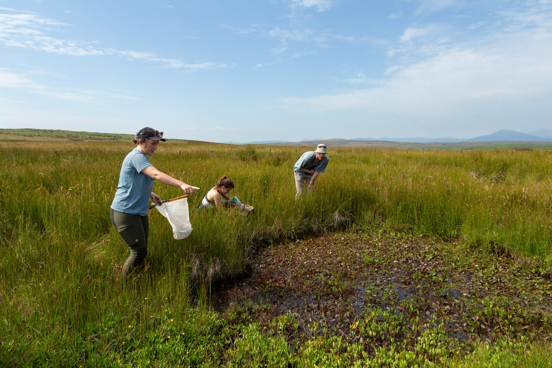 RSPB staff members conducting a dragonfly survey at pond on North Wales moors. Summer, North Wales, UK