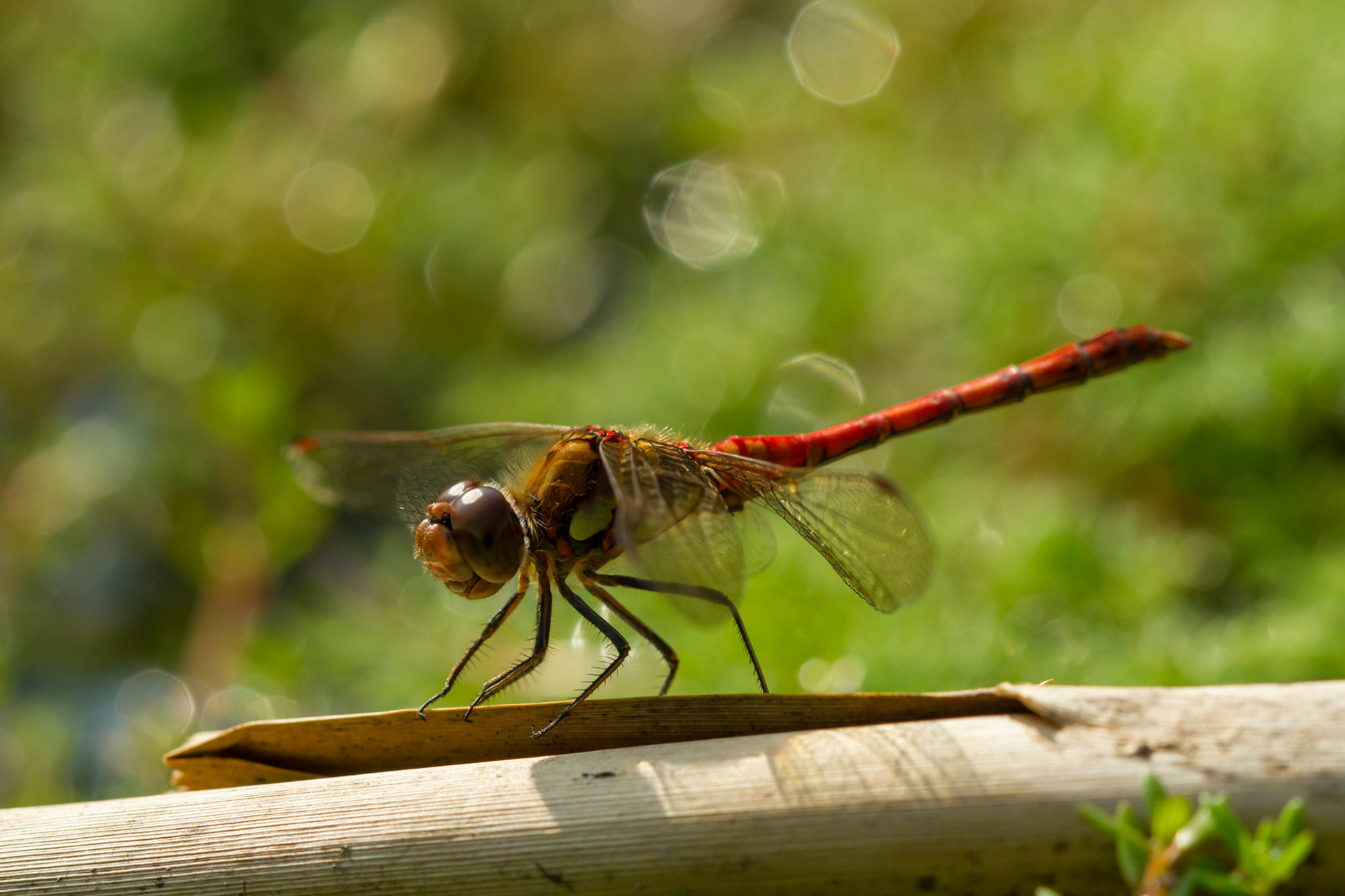 Common Darter Dragonfly, Sympetrum striolatum, resting on branch, RSPB Conwy, Summer, Wales, UK