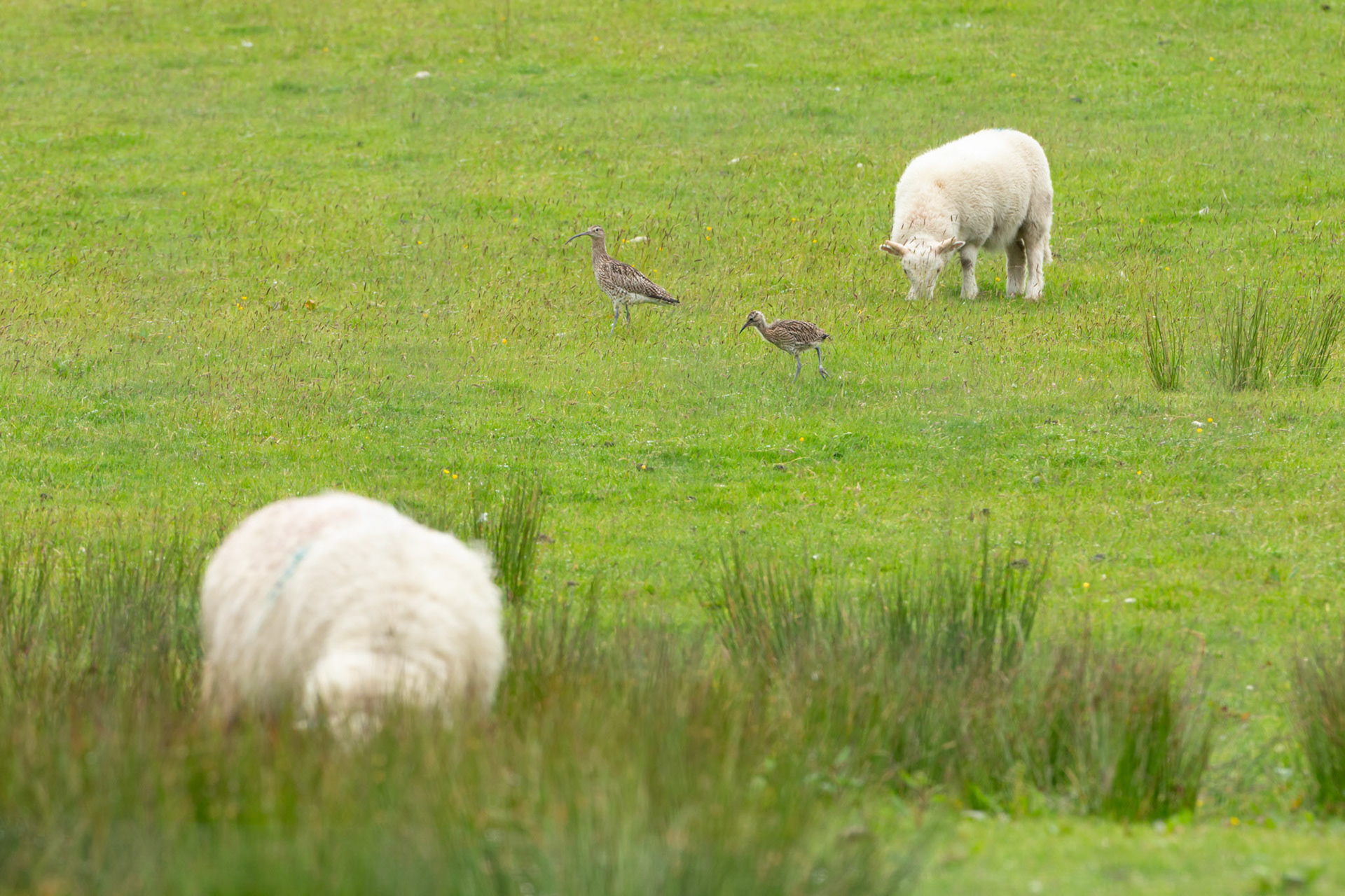 Curlew (Numenius arquata) adult and chick in sheep field. Summer, North Wales, UK.