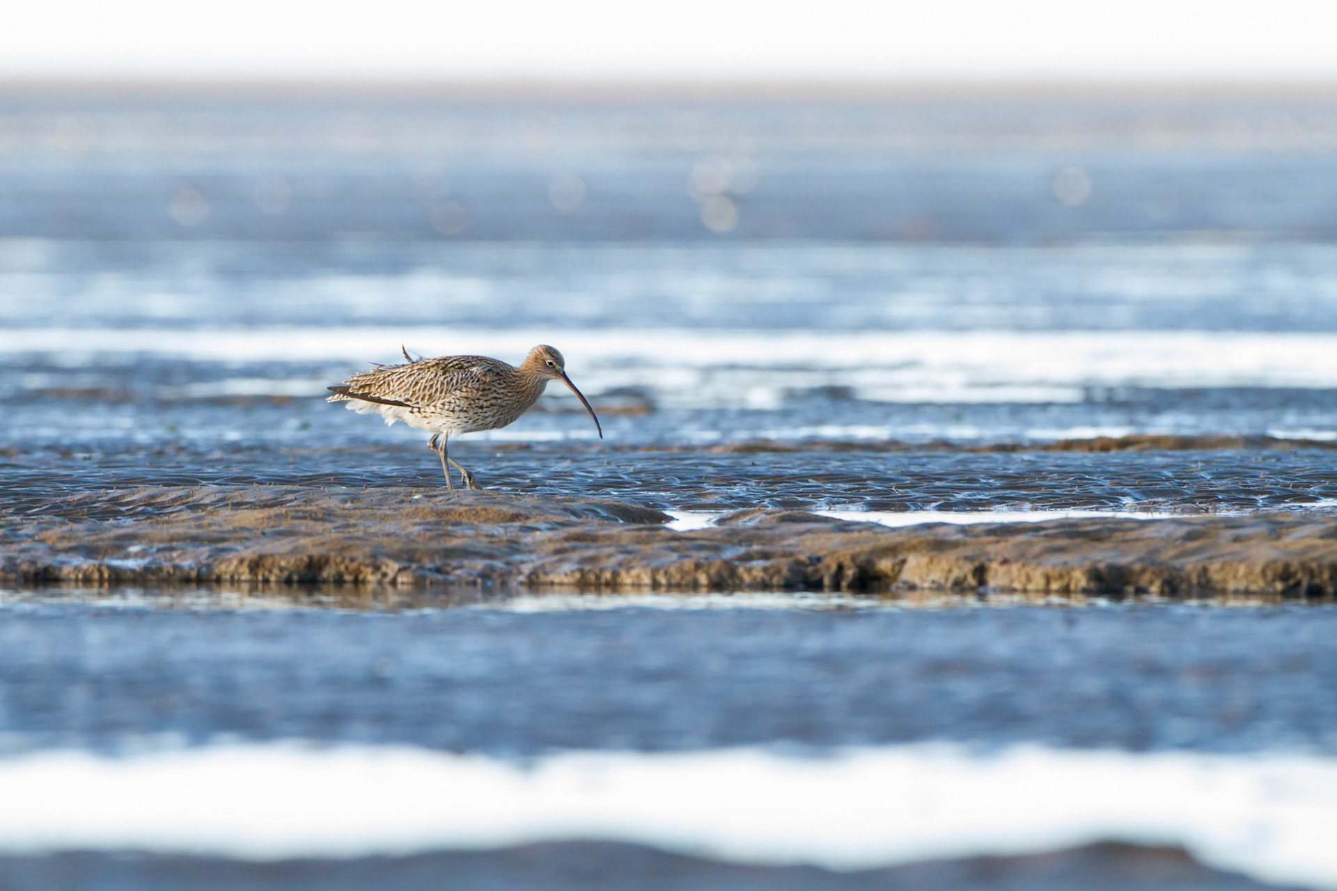 Curlew walking on mud flats,