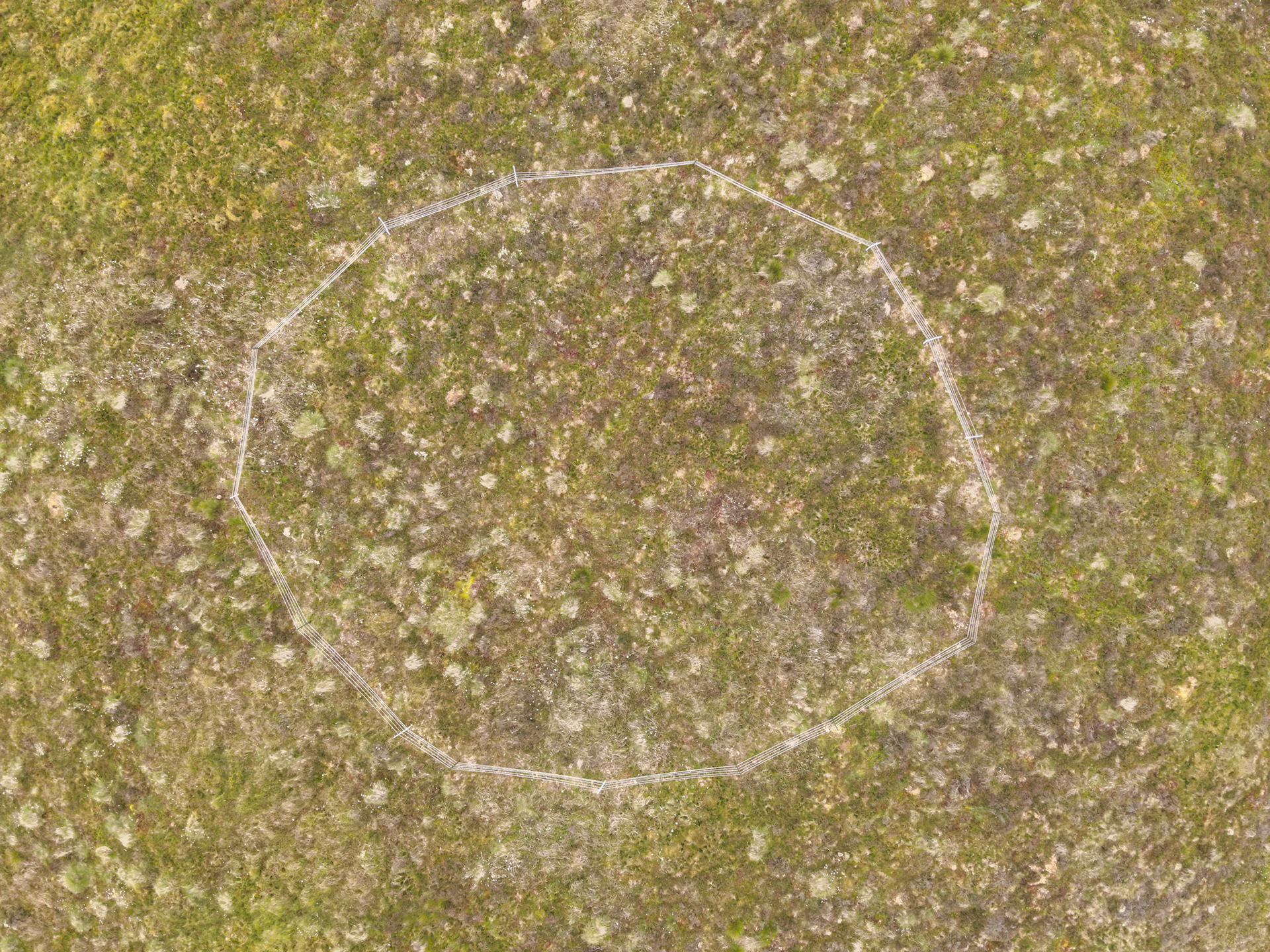 Curlew nest F 1, taken with drone, looking down. Summer, North Wales, UK.