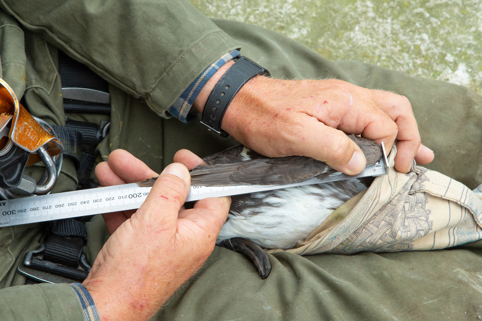 Adult Guillimot's wing being measured by RSPB staff. Summer, RSPB South Stack, Wales, UK