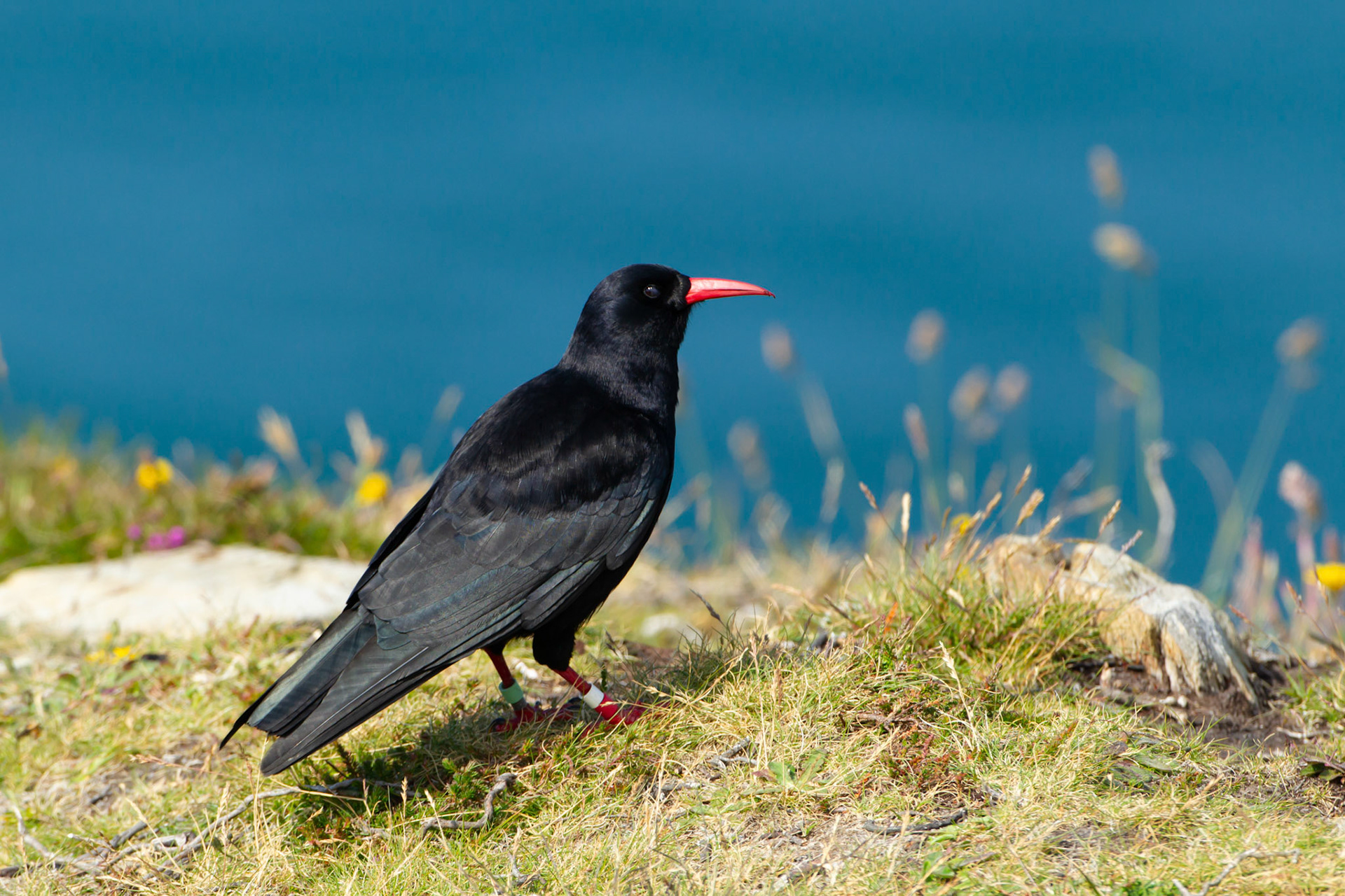 Chough,Pyrrhocorax pyrrhocorax, adult, standing on cliff top, Summer, RSPB South Stack, North Wales, UK