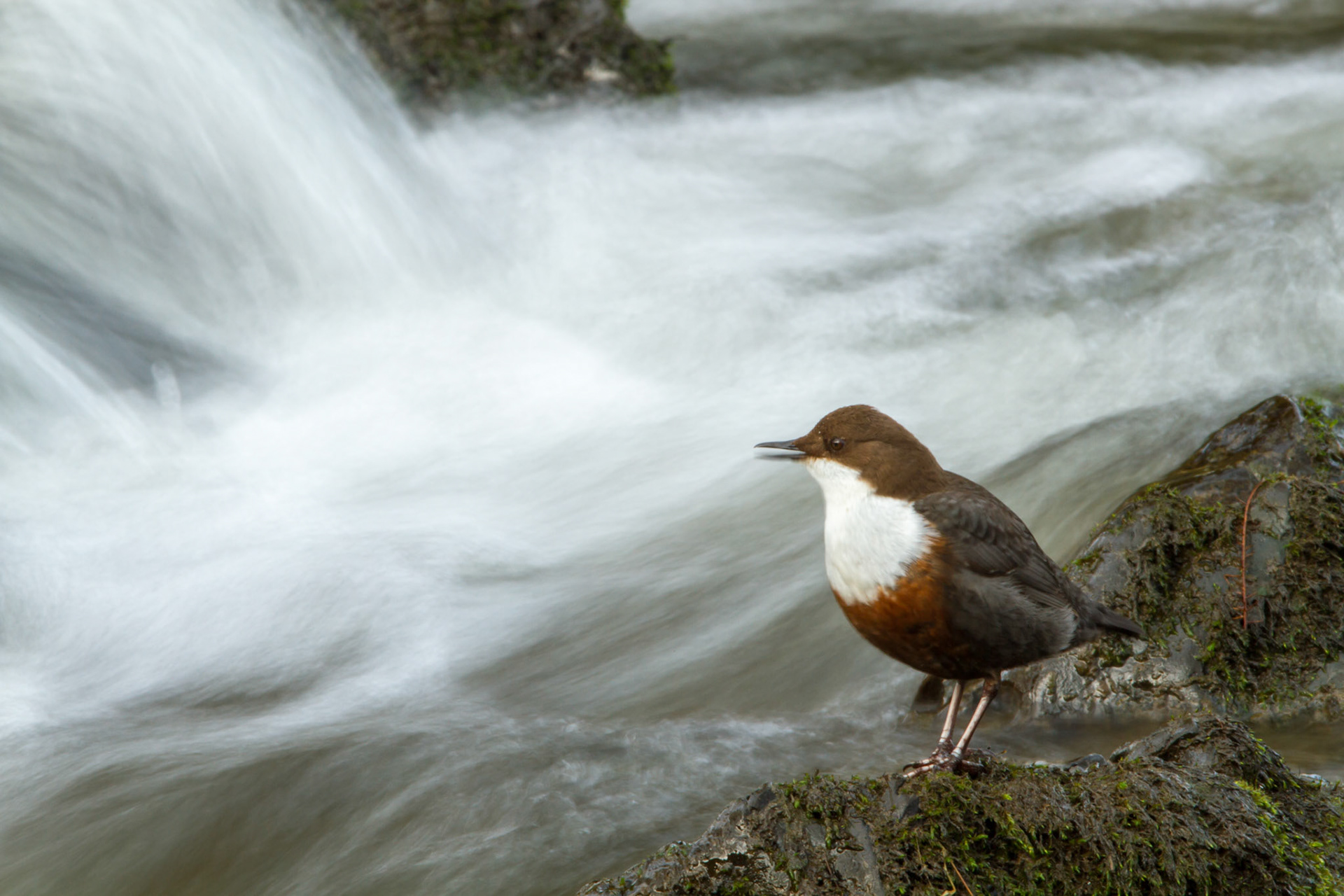 Dipper on rock by  blurred waterfall
