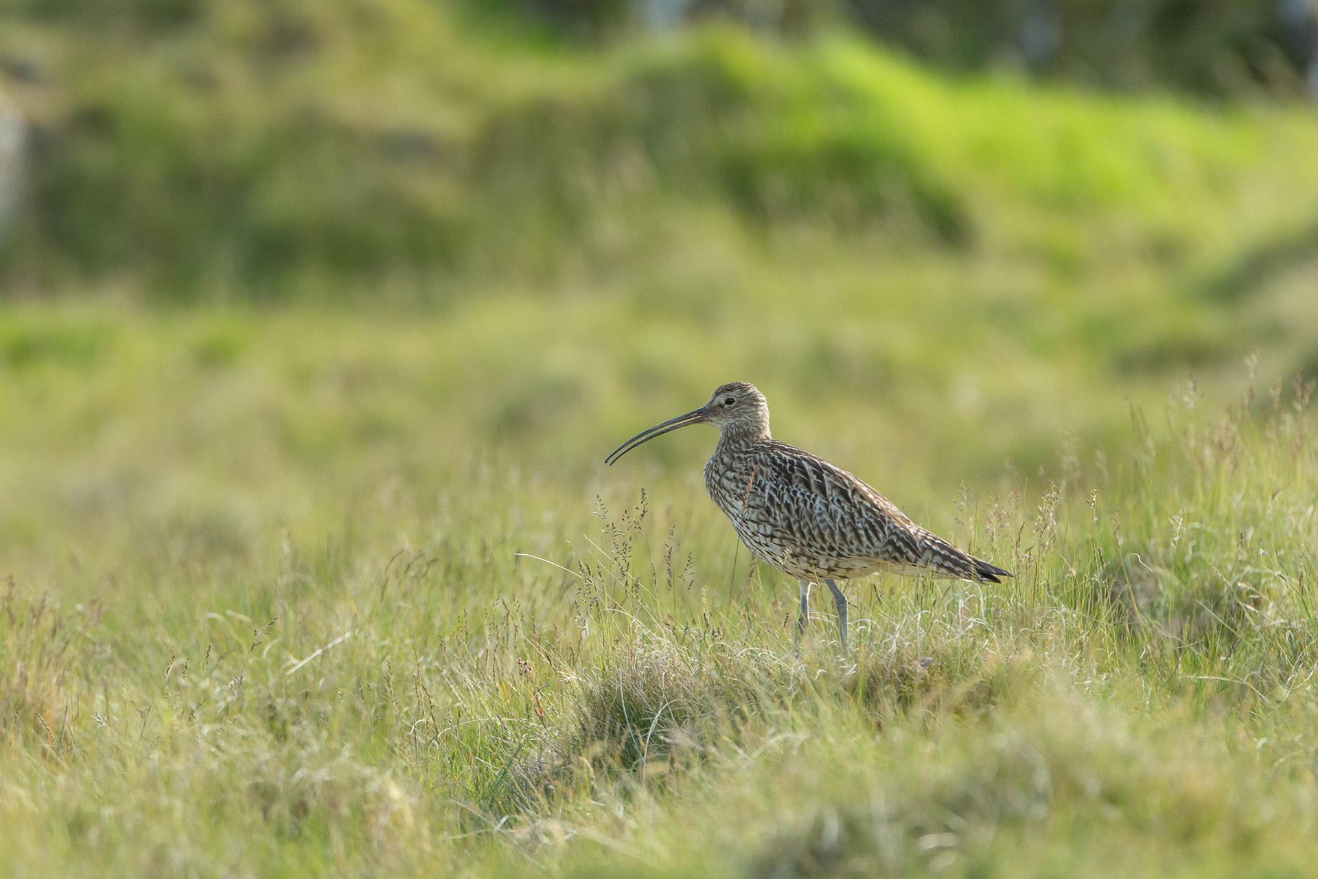 Curlew, Numenius arquata, adult, male. Calling on moor Summer, North Wales, UK.