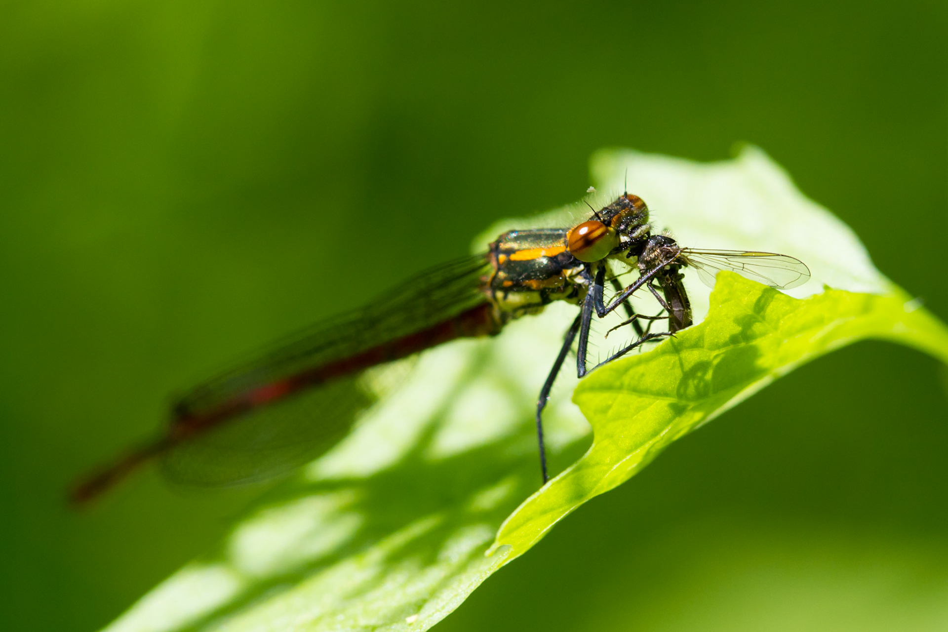 Small Red Damselfly, Ceriagrion tenellum, male, adult, on leaf, eating prey, spring, Wales, UK.