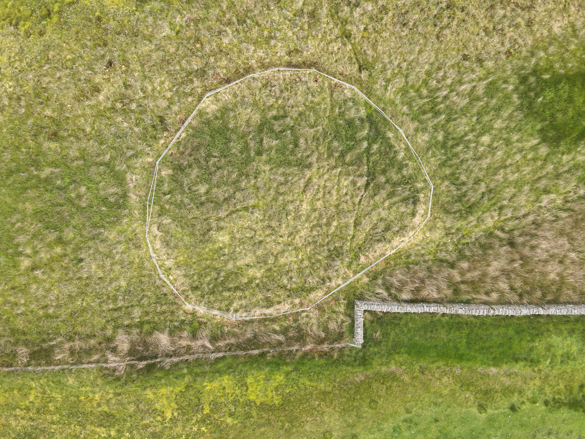 Curlew nest P 4, taken with drone, looking down. Summer, North Wales, UK.