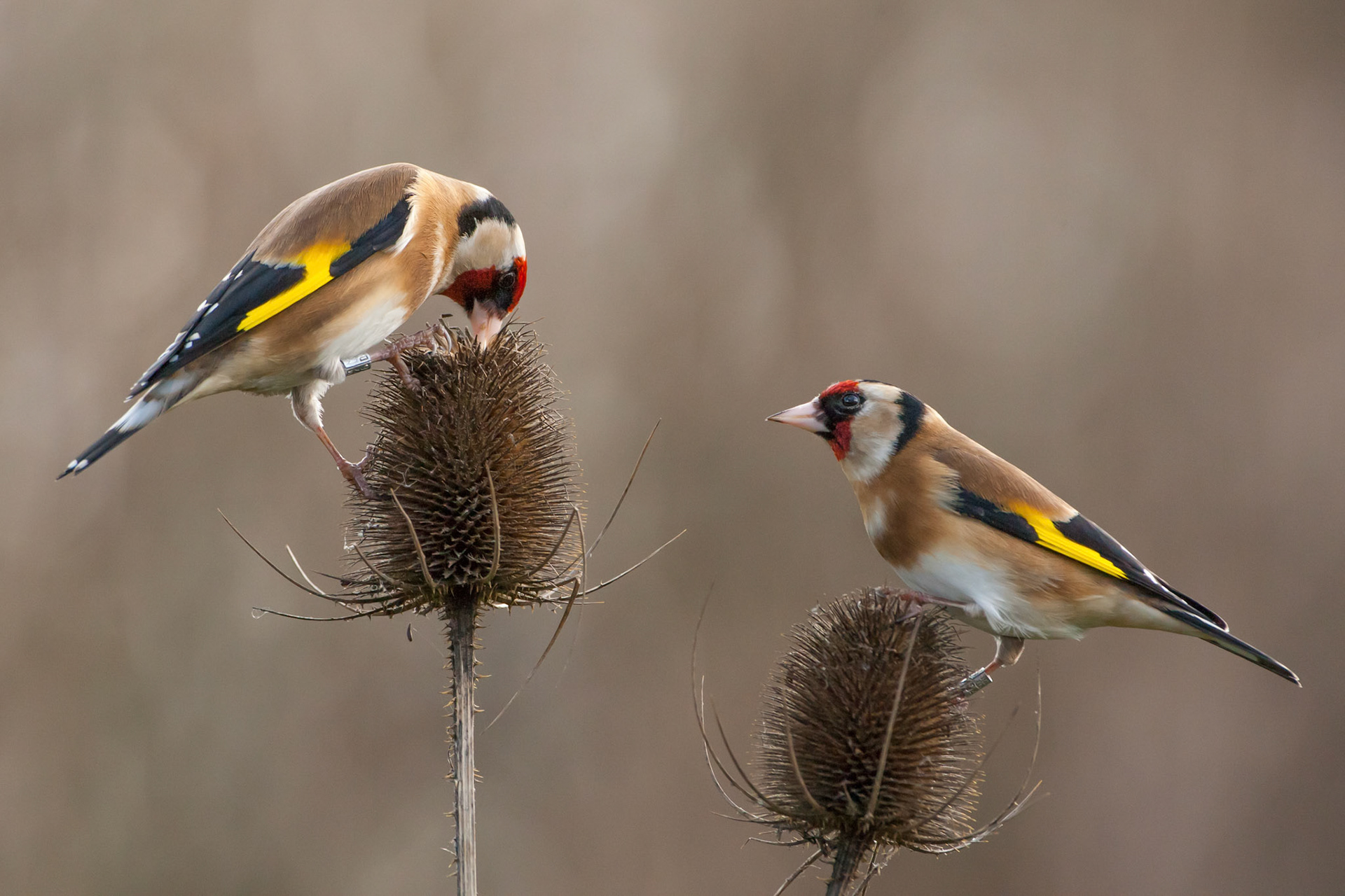 Goldfinch Carduelis carduelis,adult pair standing on teasel heads ,Powys,Febuary