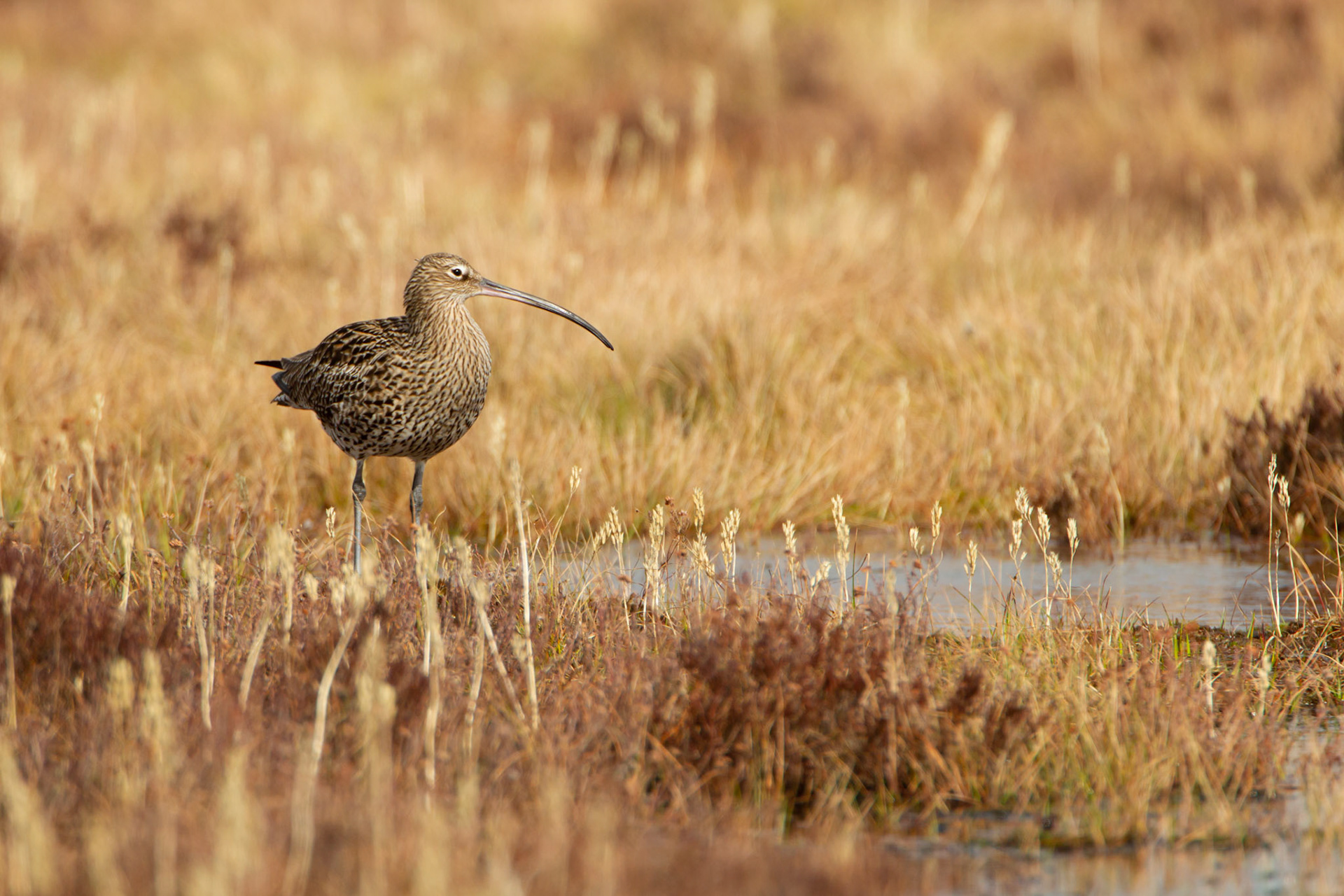Curlew, adult, on moor, spring, North Wales, UK.