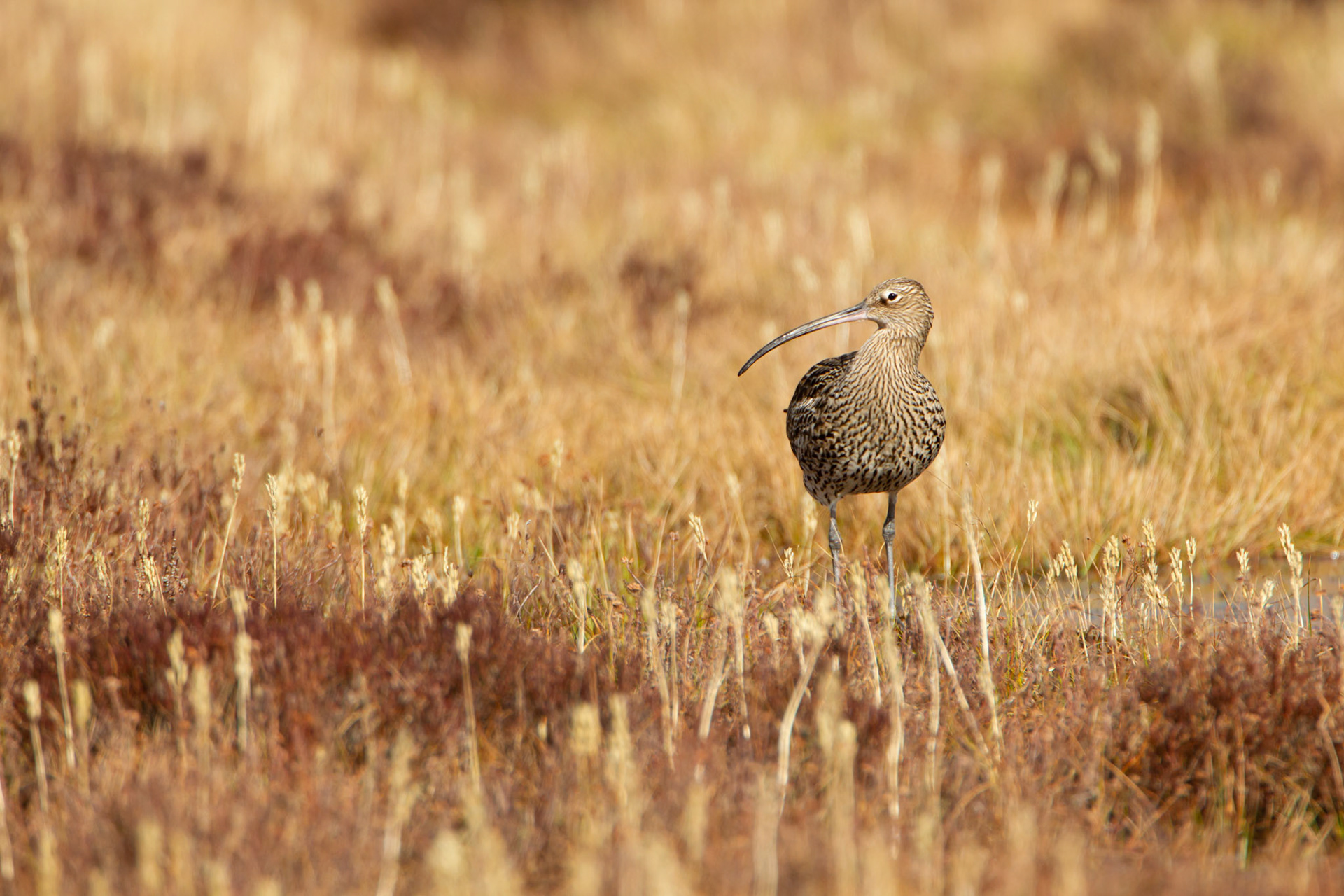 Curlew, adult, on moor, next to moorland pool, spring, North Wales, UK.