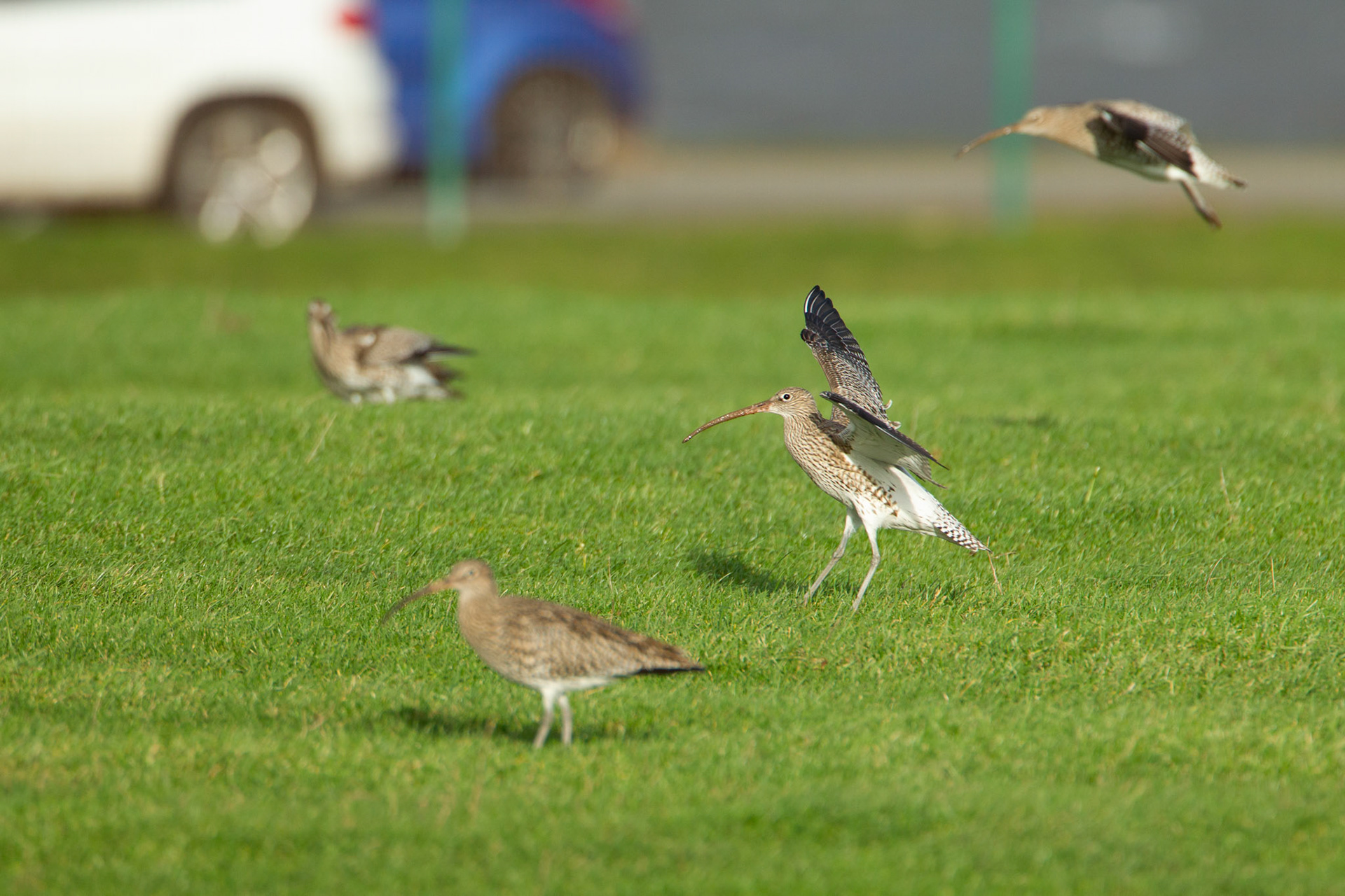 Curlews, adults, landing on grass, spring, Llandudno, North Wales, UK.