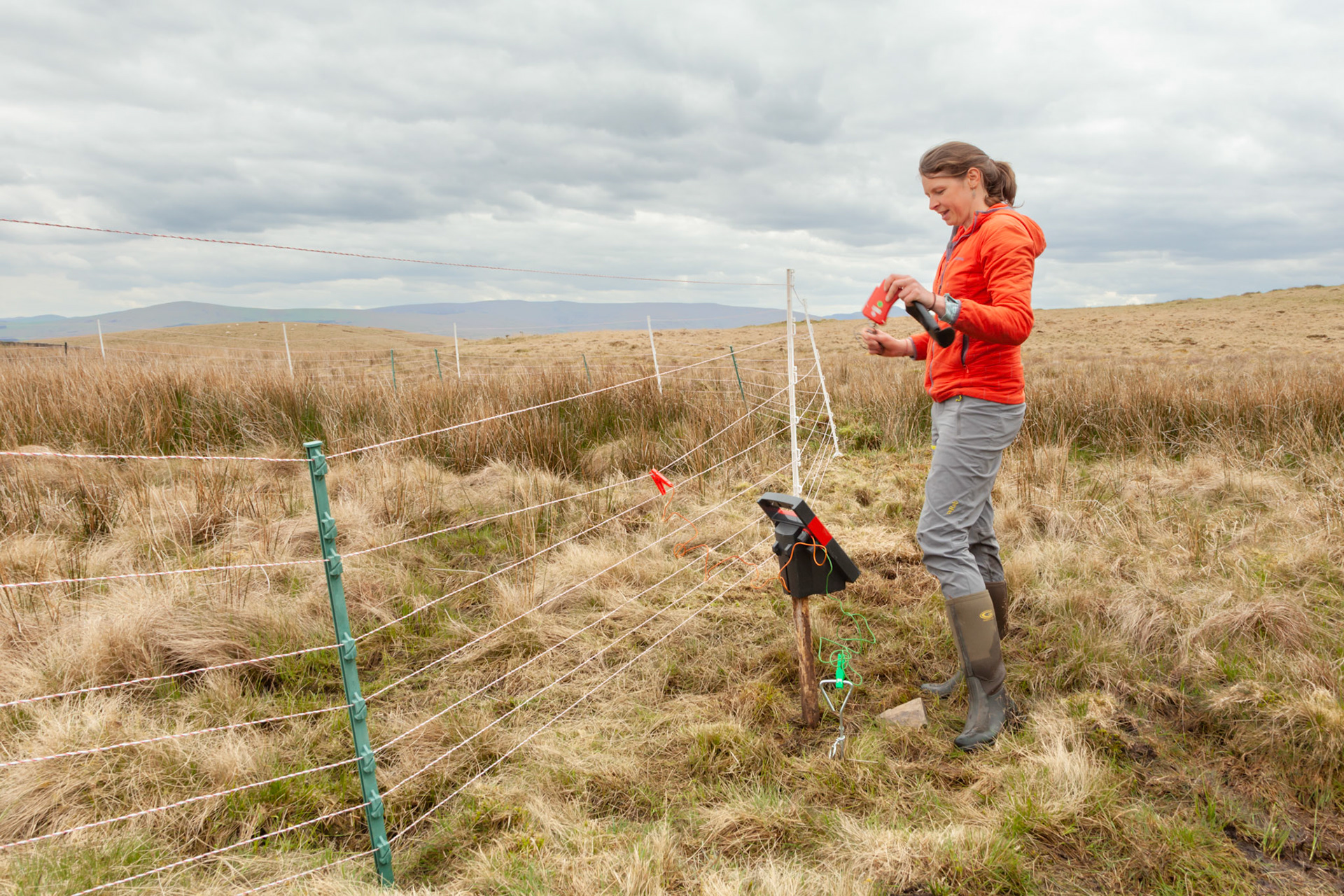 RSPB staff member checking electric predator fencing for Curlew nest on North Wales moors, Spring, Wales, UK.