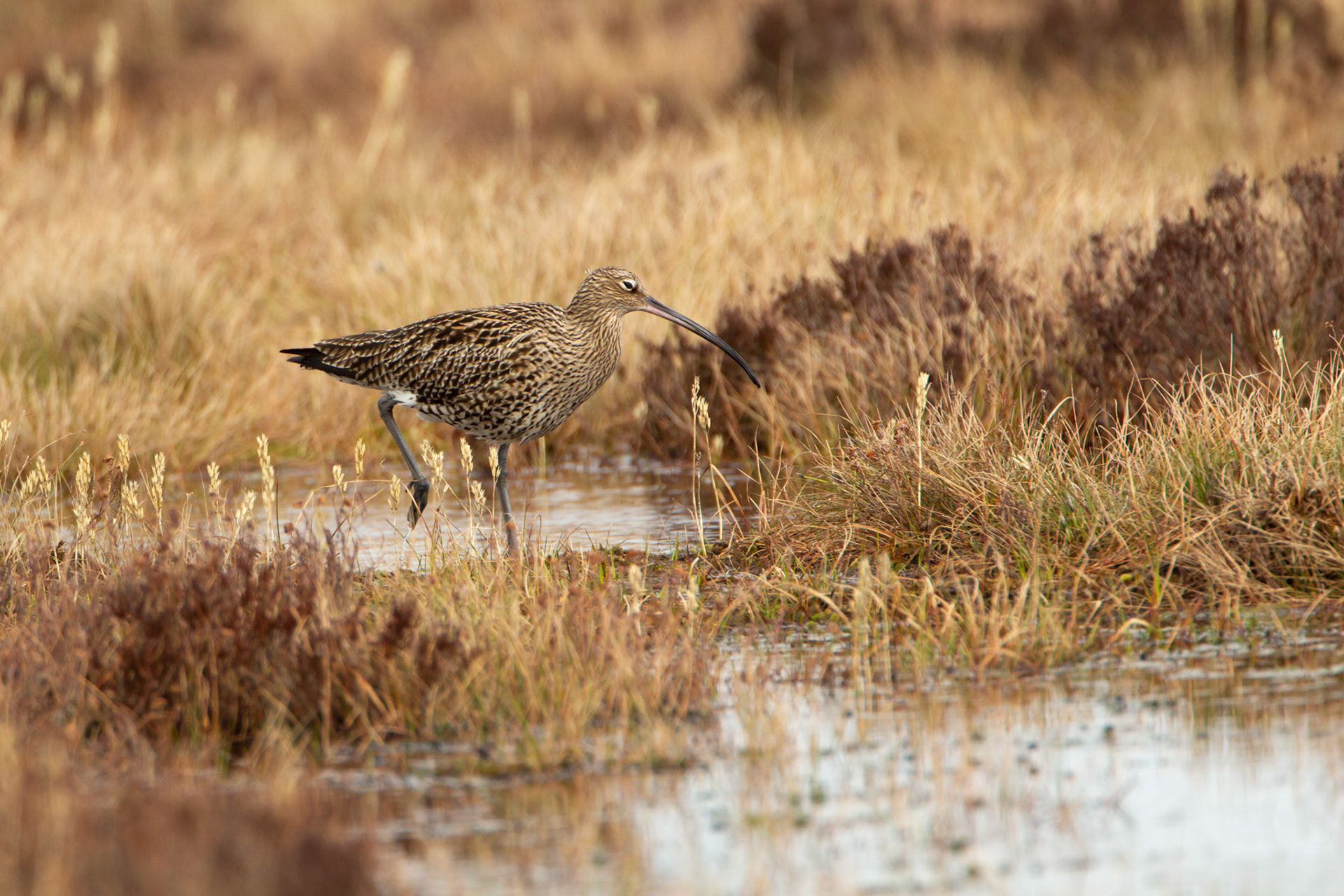 Curlew, adult, walking next to moorland pool, spring, North Wales, UK.