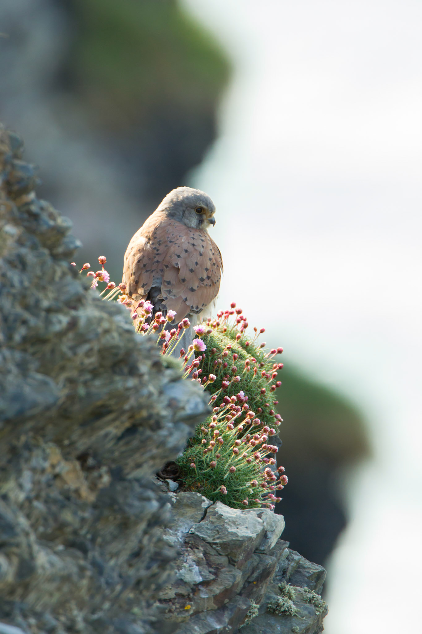 Kestrel, Falco tinnunculus, adult, on cliff face, Spring, Pembrokeshire, Wales, UK