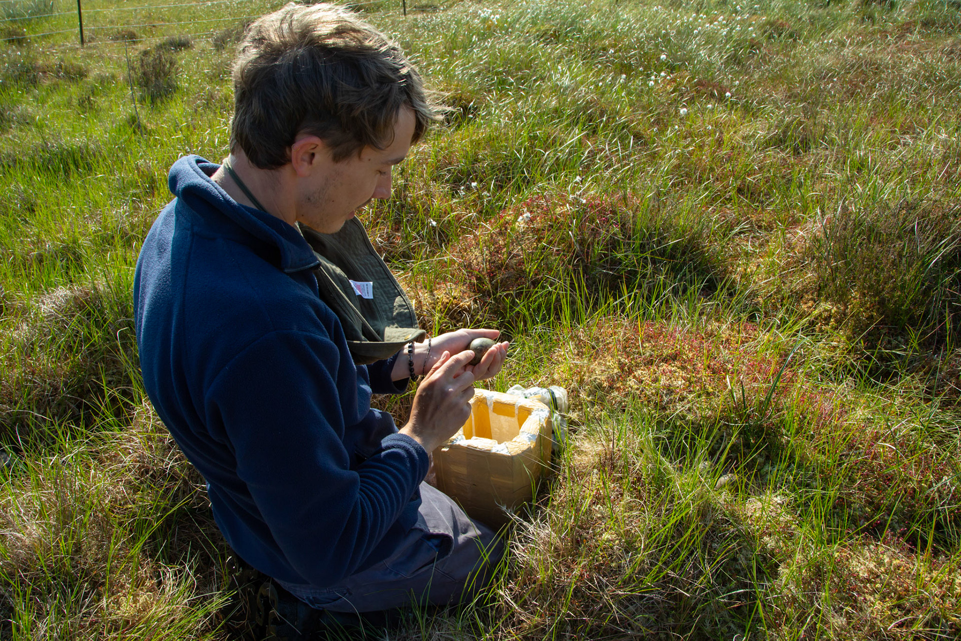RSPB staff members paparing trap for adult capture at Curlew nest by replacing eggs, North Wales moors, Spring, Wales, UK.