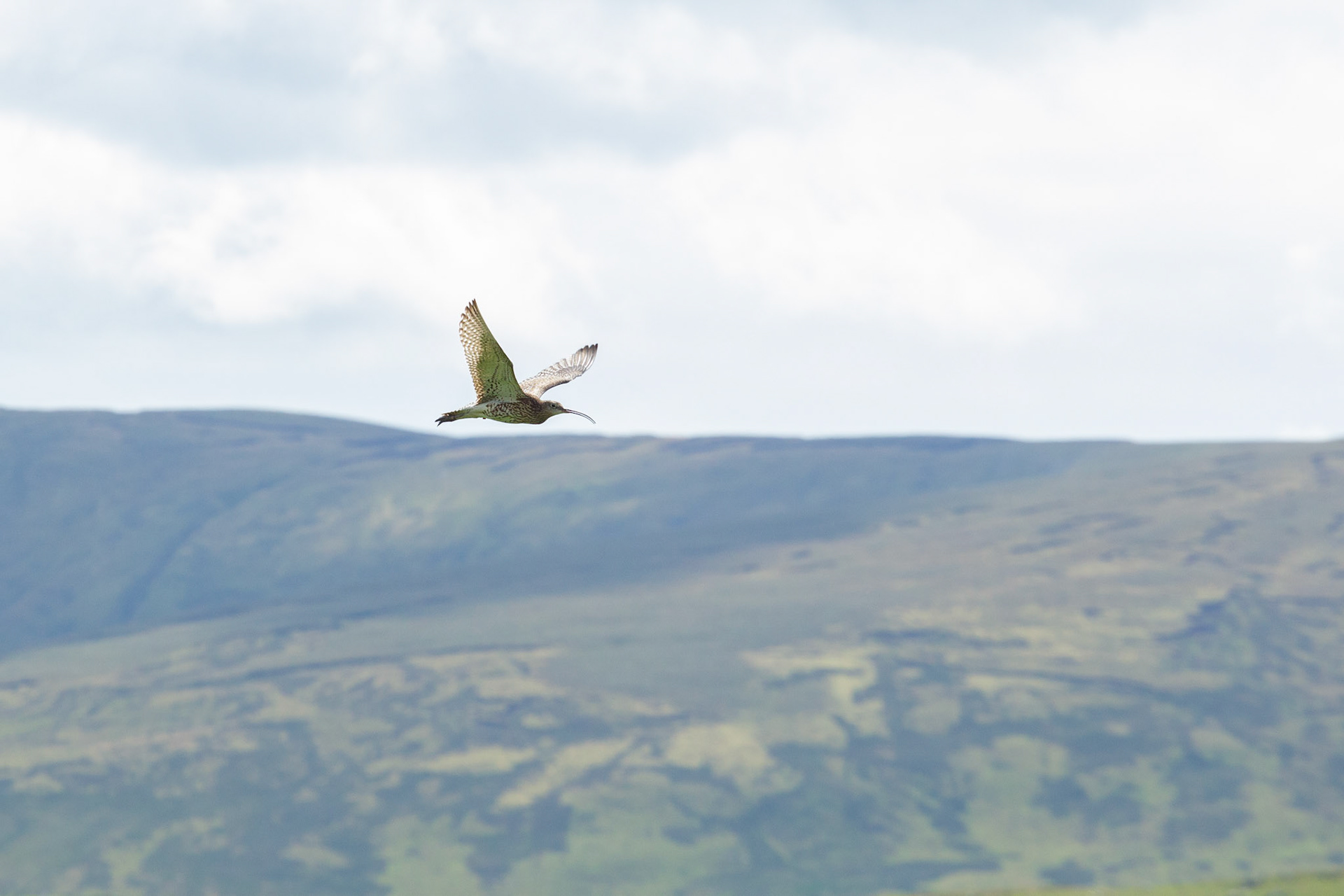 Curlew, Numenius arquata, adult. Ringed bird, in flight with moorland in background. Summer, North Wales, UK.