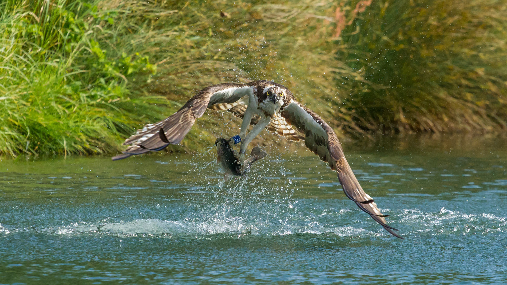Osprey, Pandion Haliaetus, adult, taking off from water with fish, Summer, Rutland, England, UK