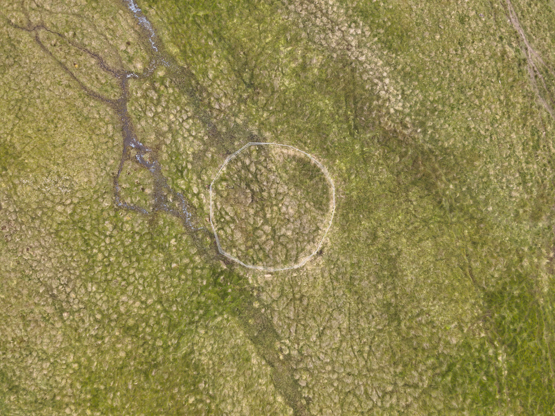 Curlew nest P 9, taken with drone, looking down. Summer, North Wales, UK.