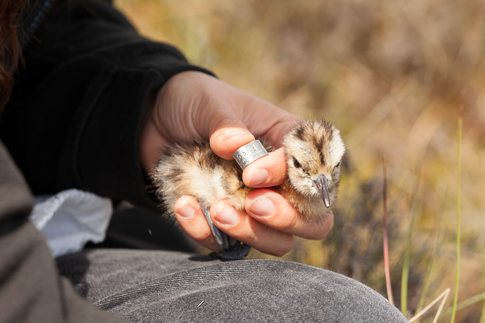 RSPB staff member holding a Curlew chick (Numenius arquata) with ring in hand, at Curlew nest site. Summer, North Wales moors, Wales, UK.