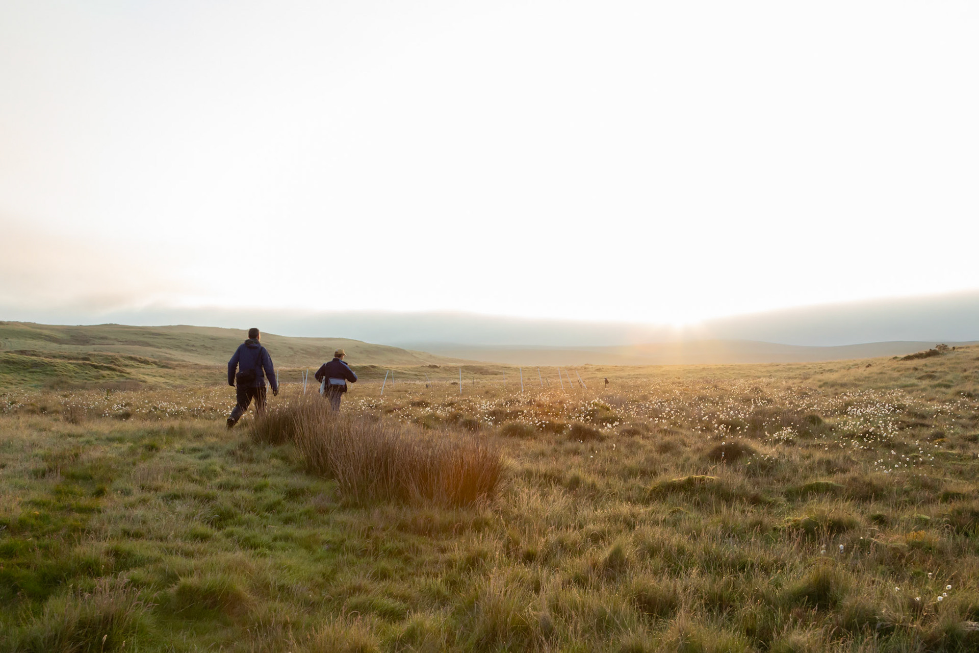 RSPB staff members walking into protected nest site to check on chicks, in early morning light. Spring, North Wales moors, Wales, UK.