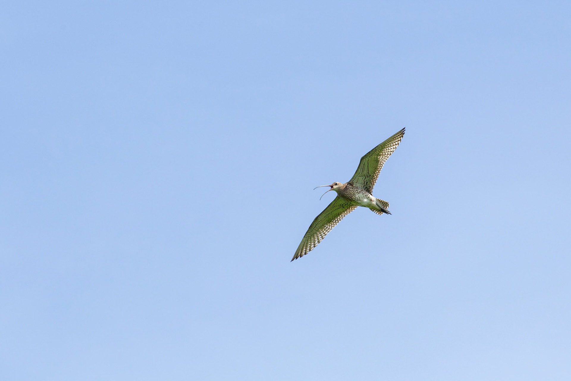 Curlew (Numenius arquata), adult, tagged bird, calling in flight against blue sky, Summer, North Wales, UK.