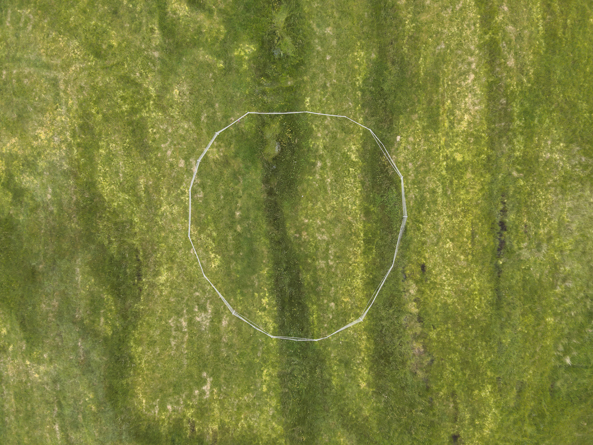 Curlew nest P 3, taken with drone, looking down. Summer, North Wales, UK.