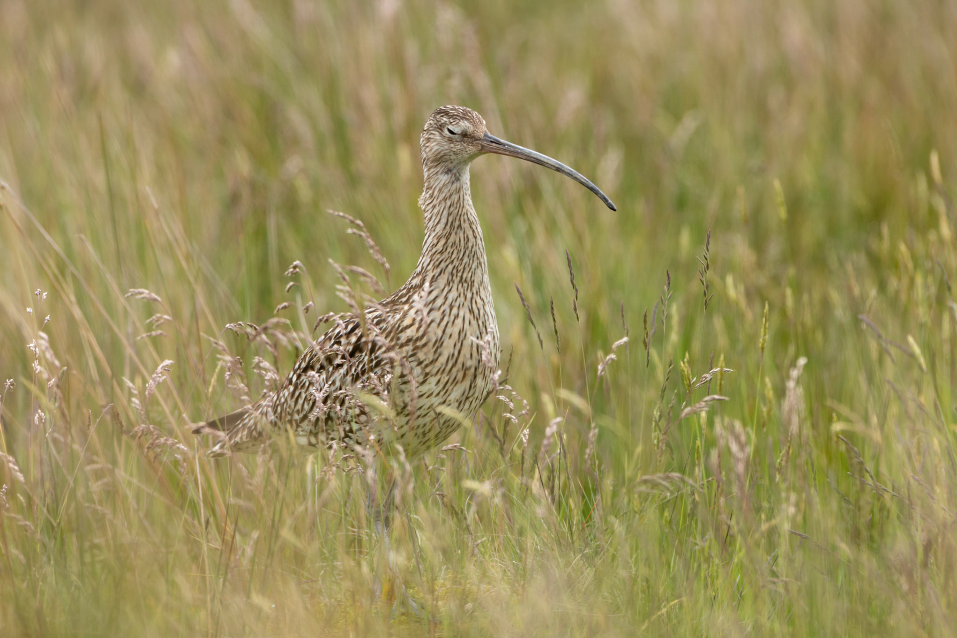 Curlew (Numenius arquata) adult, standing in long grass with eye closed. Summer, North Wales, UK.