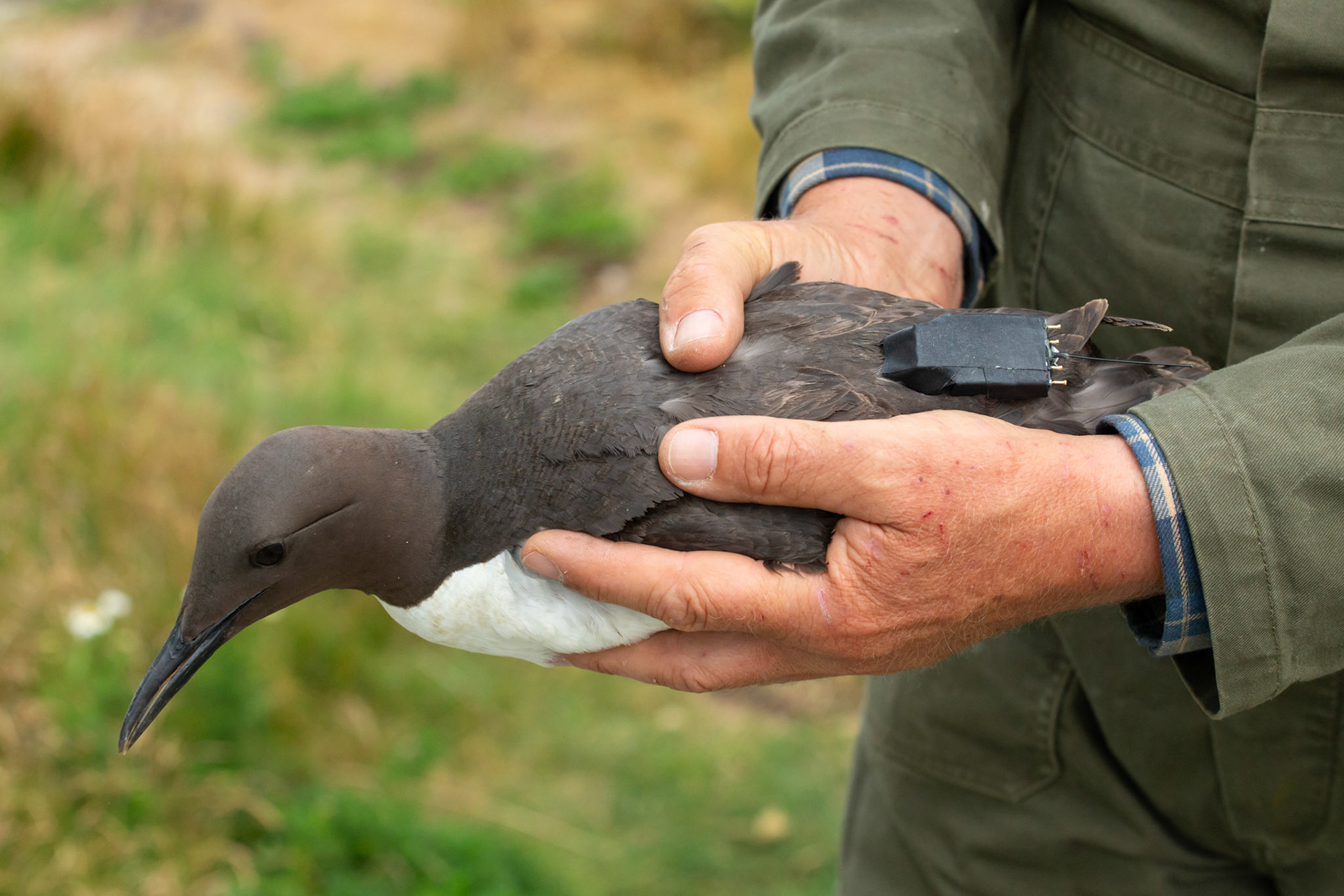 Guillimot (Uria aagle) with tag on back being held by RSPB staff. Summer, RSPB South Stack, Wales, UK.