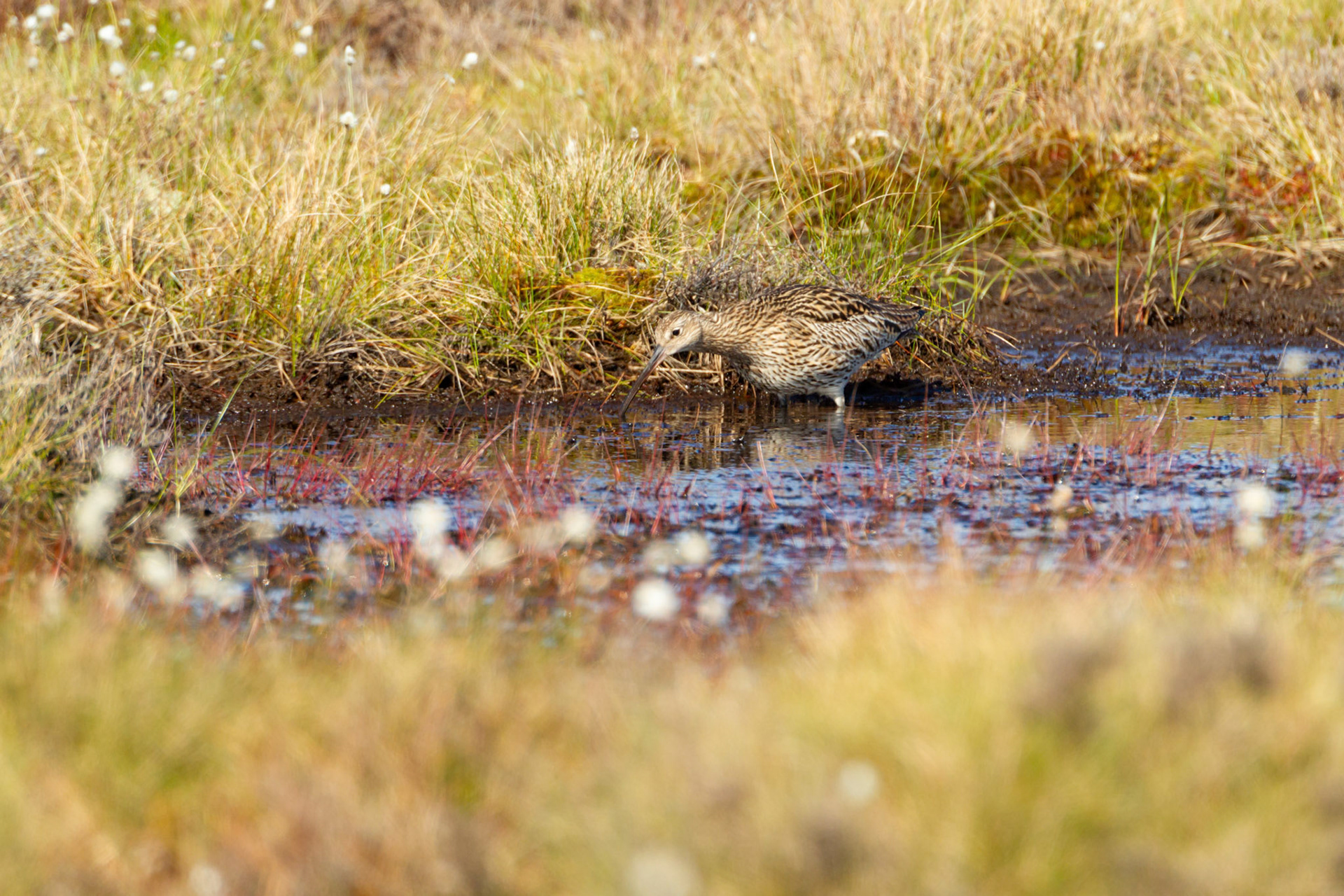 Curlew (Numenius arquata) adult, female, feeding in RSPB created pool. Spring, North Wales, UK.