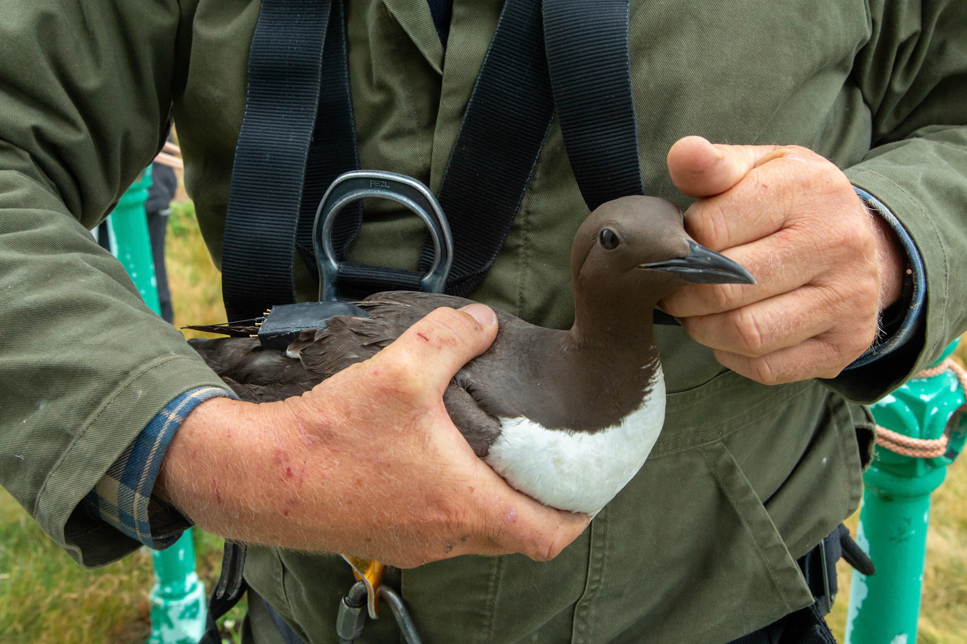 Guillimot (Uria aagle) with tag on back being held by RSPB staff. Summer, RSPB South Stack, Wales, UK.