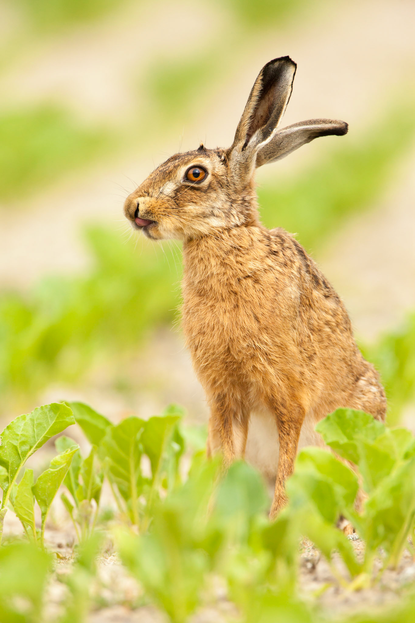 Brown hare, Lepus europaeus, adult, sitting in a crop field, licking it's nose, summer, West Midlands, England, UK