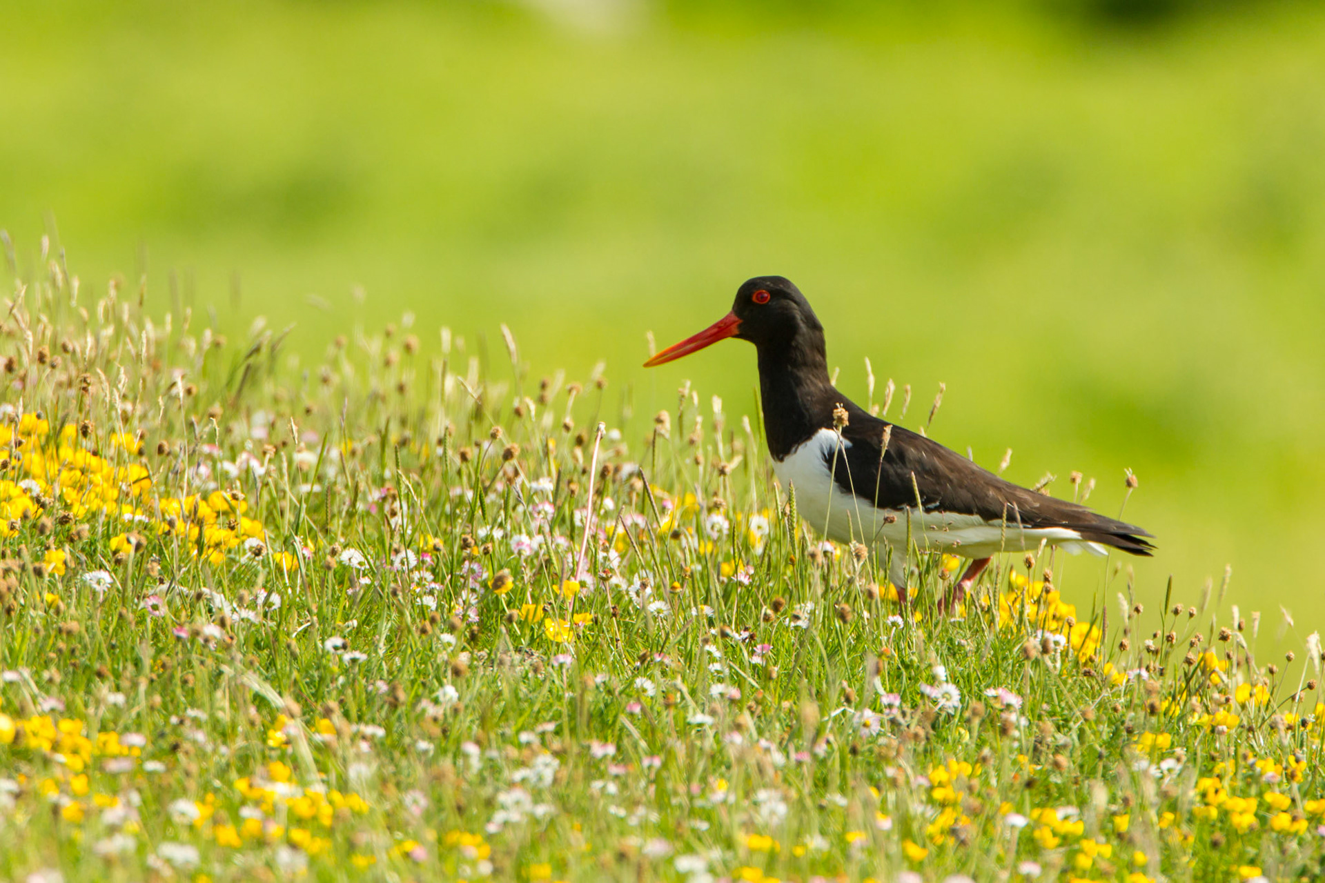 Oystercatcher, Haematopus ostralegus, standing on machair, North Uist, Outer Hebrides, Scotland, UK
